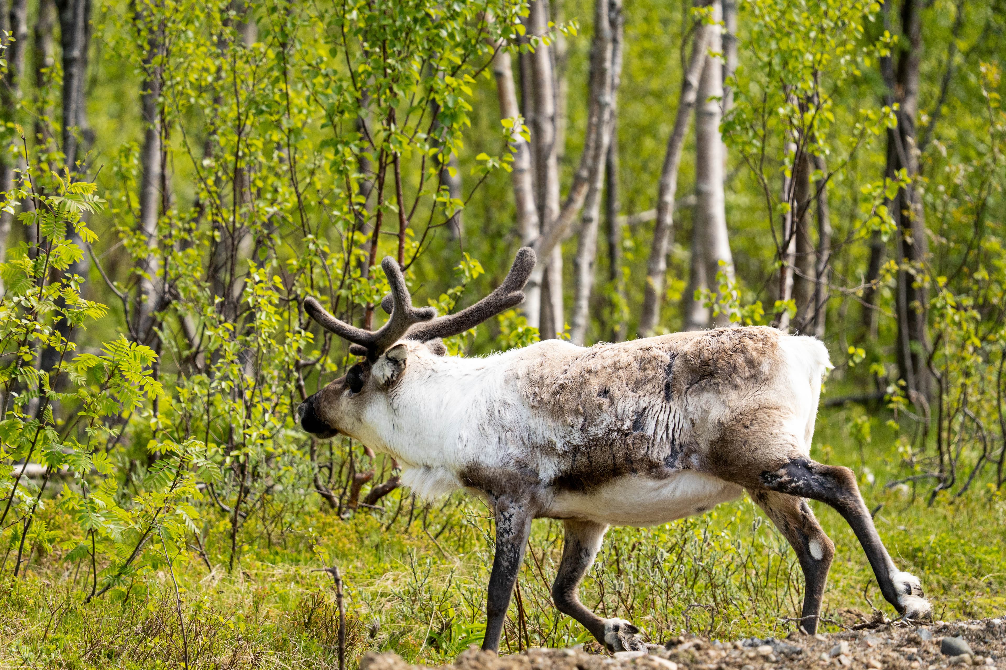 From Tromsø: Full-Day Senja Tour with Scenic Ferry & Photography photo 14