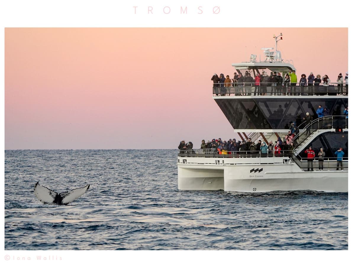 Silent Whale Watching