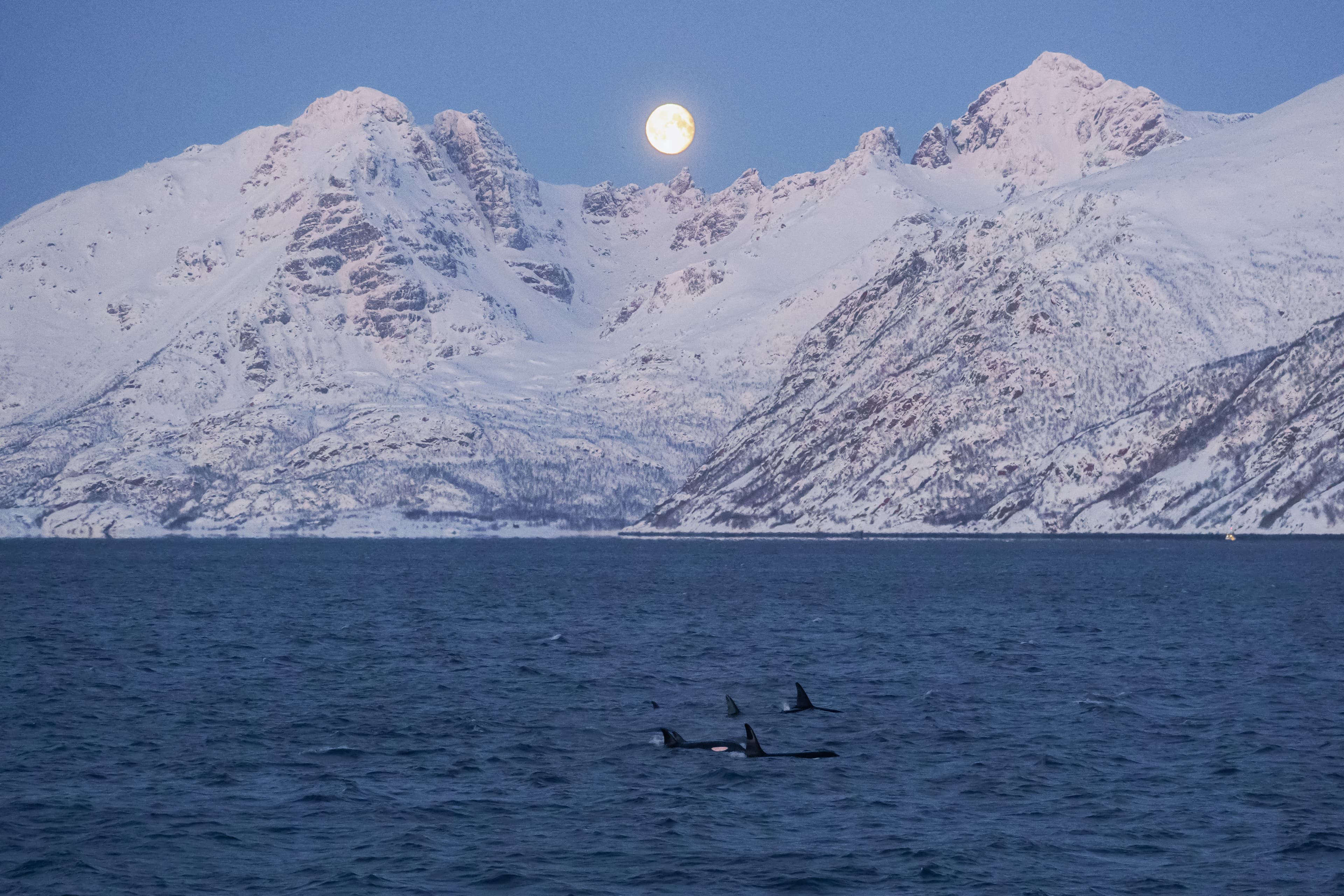Tromsø: Whale Watching Safari on High-Speed Catamaran photo 6