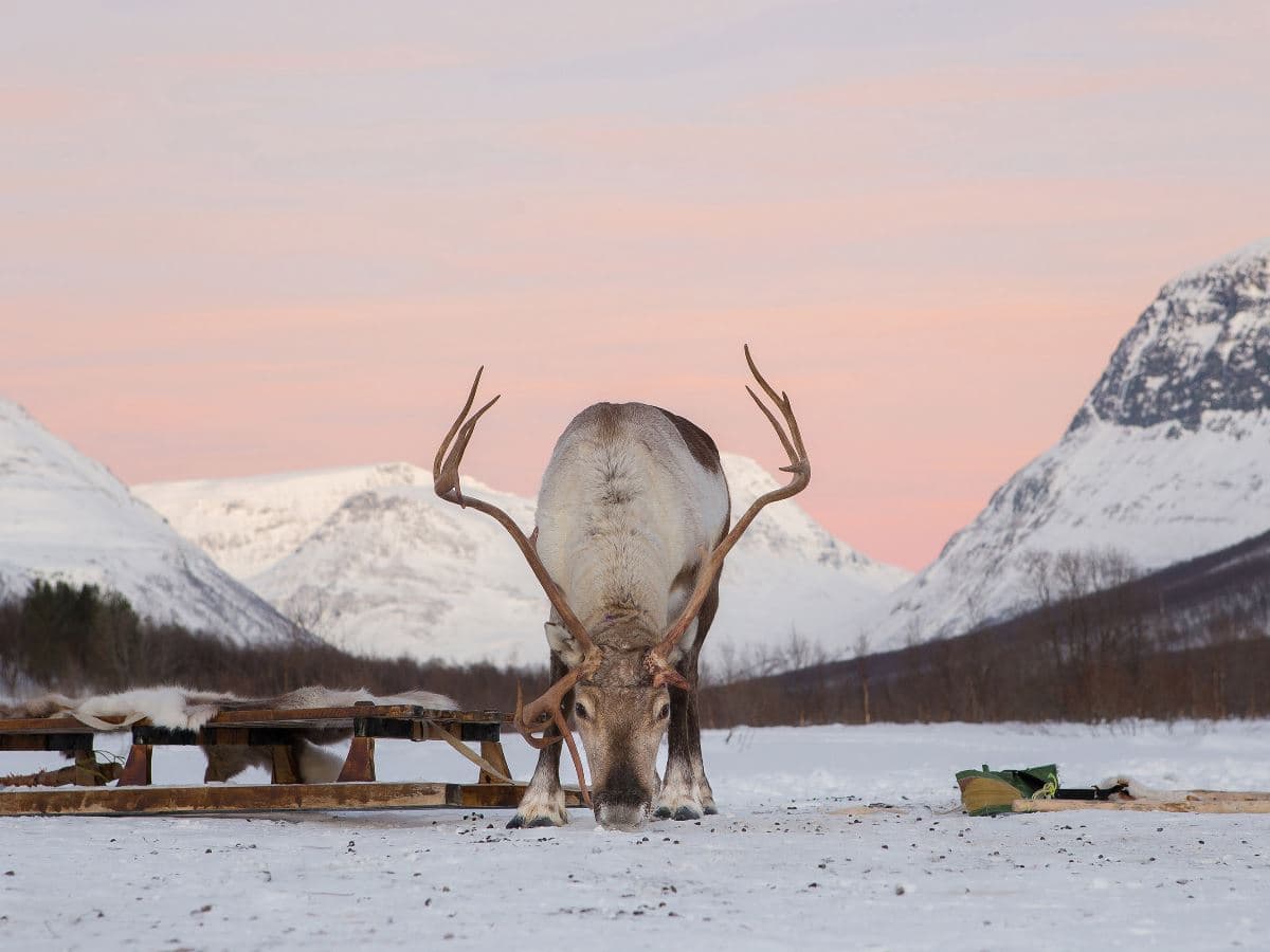 Arctic Combo: Dog Sledding, Snowmobiling & Reindeer Visit at Camp Tamok photo 8