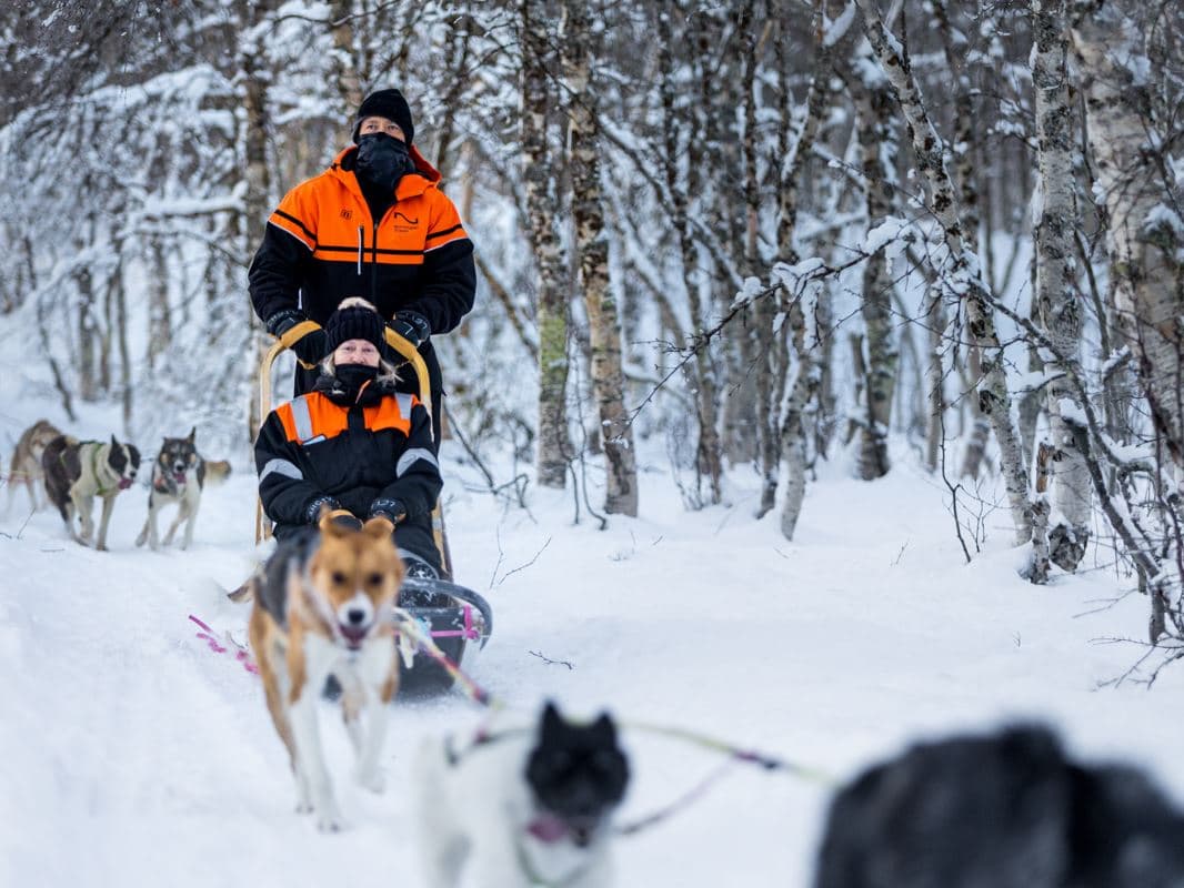 Dog Sledding Adventure at Tamokhuset