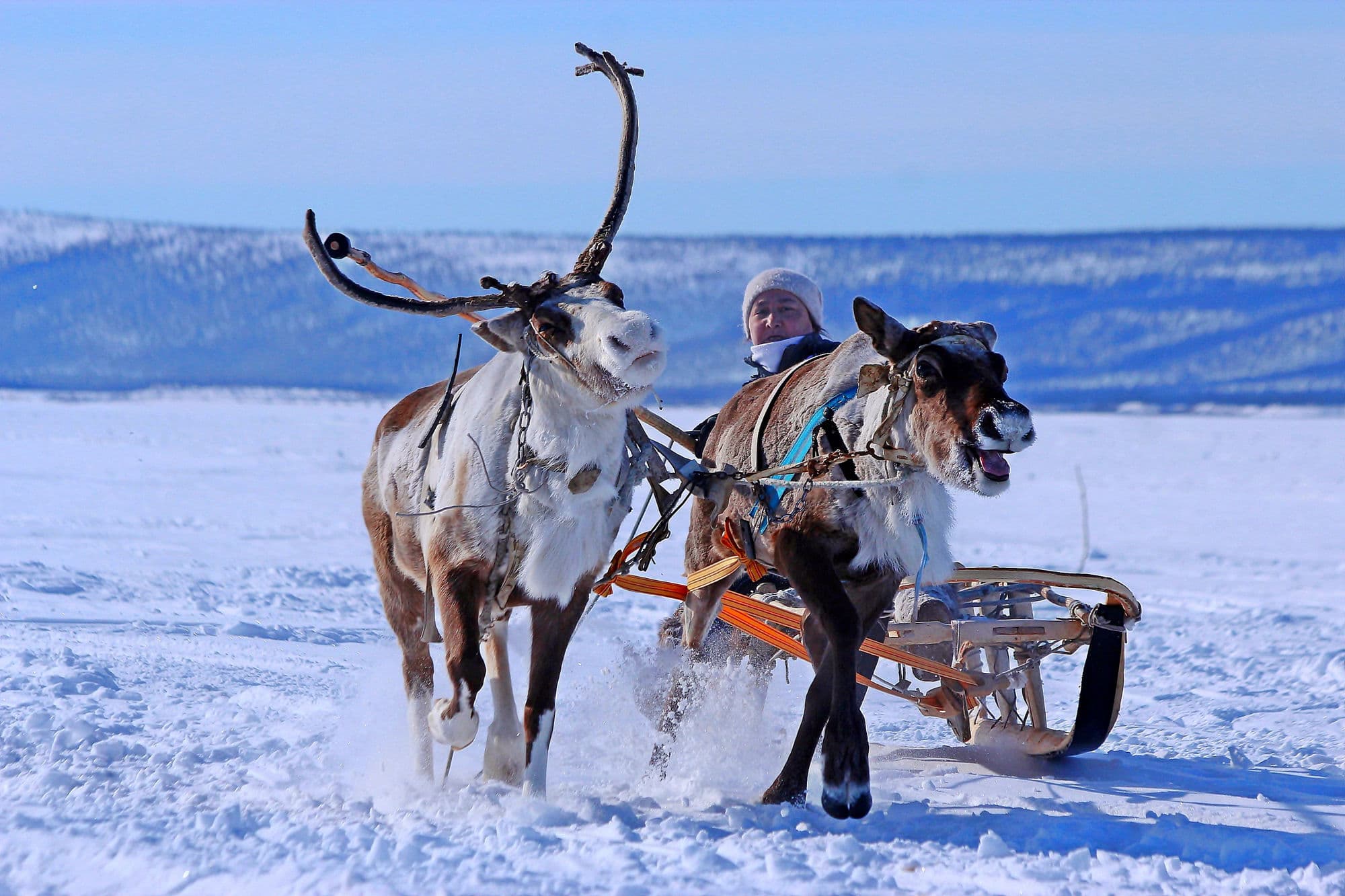 Tromsø: Reindeer Sledding & Sami Culture Experience
