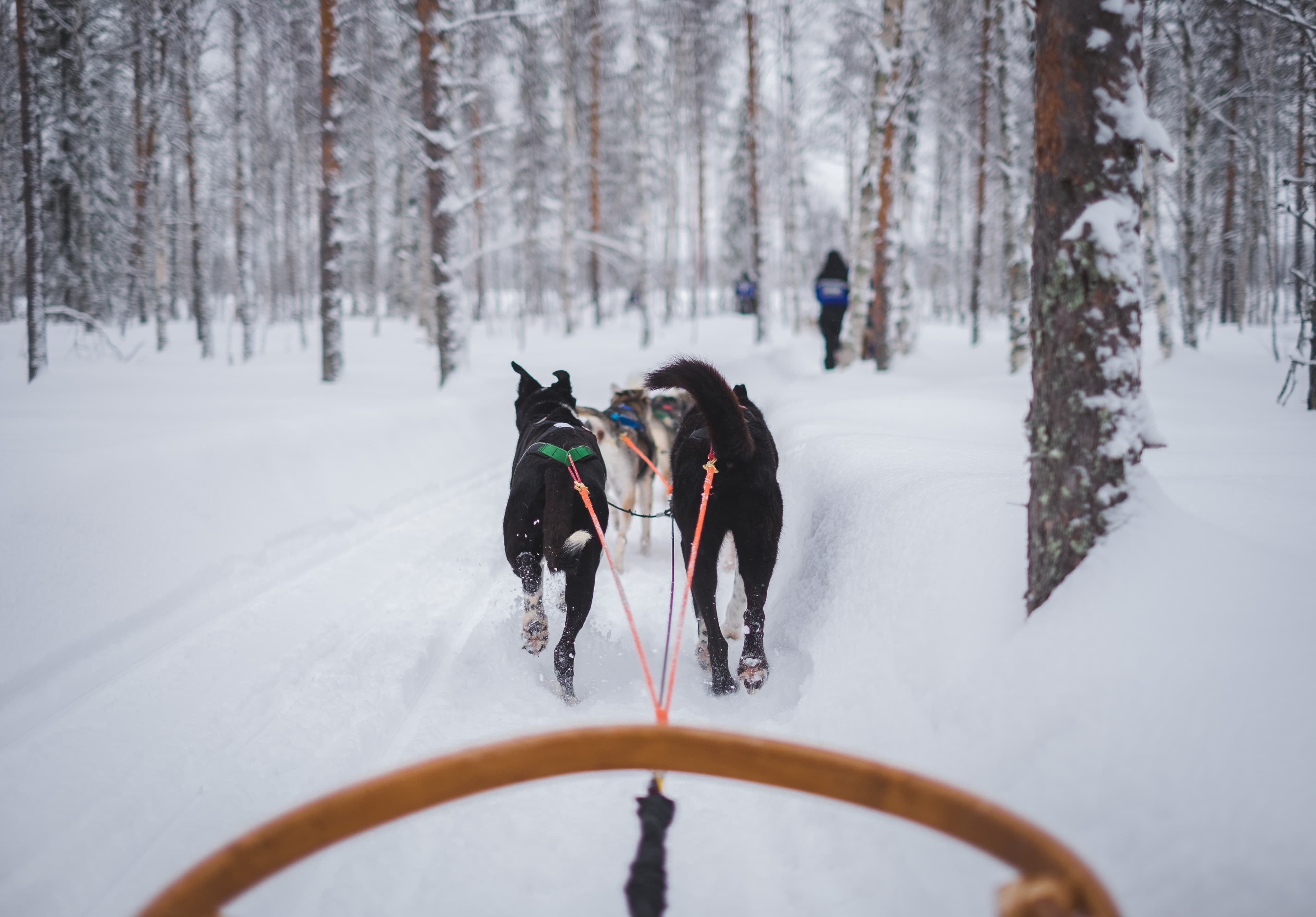 Tromsø: Fun & Easy Dog Sledding Adventure photo 3