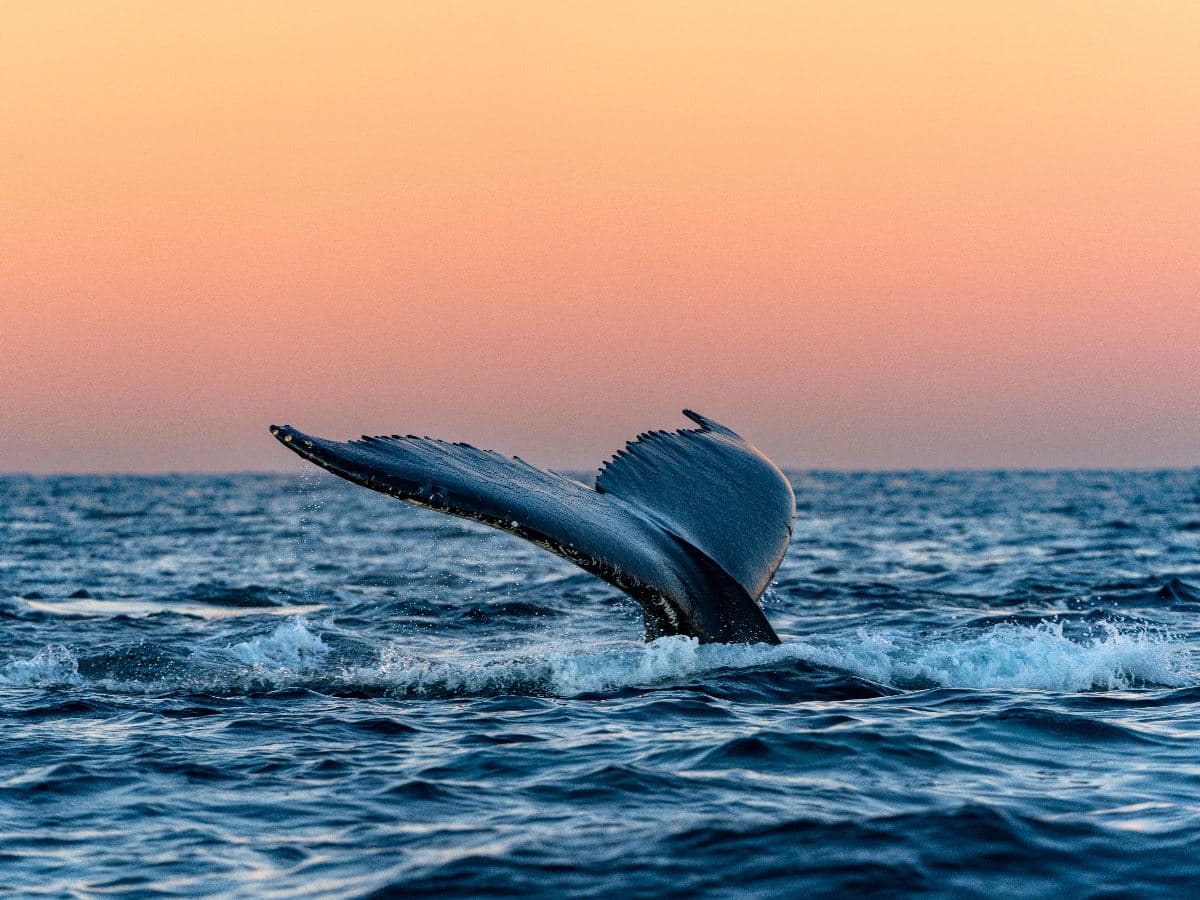 Whale Watching Safari on High-Speed Catamaran