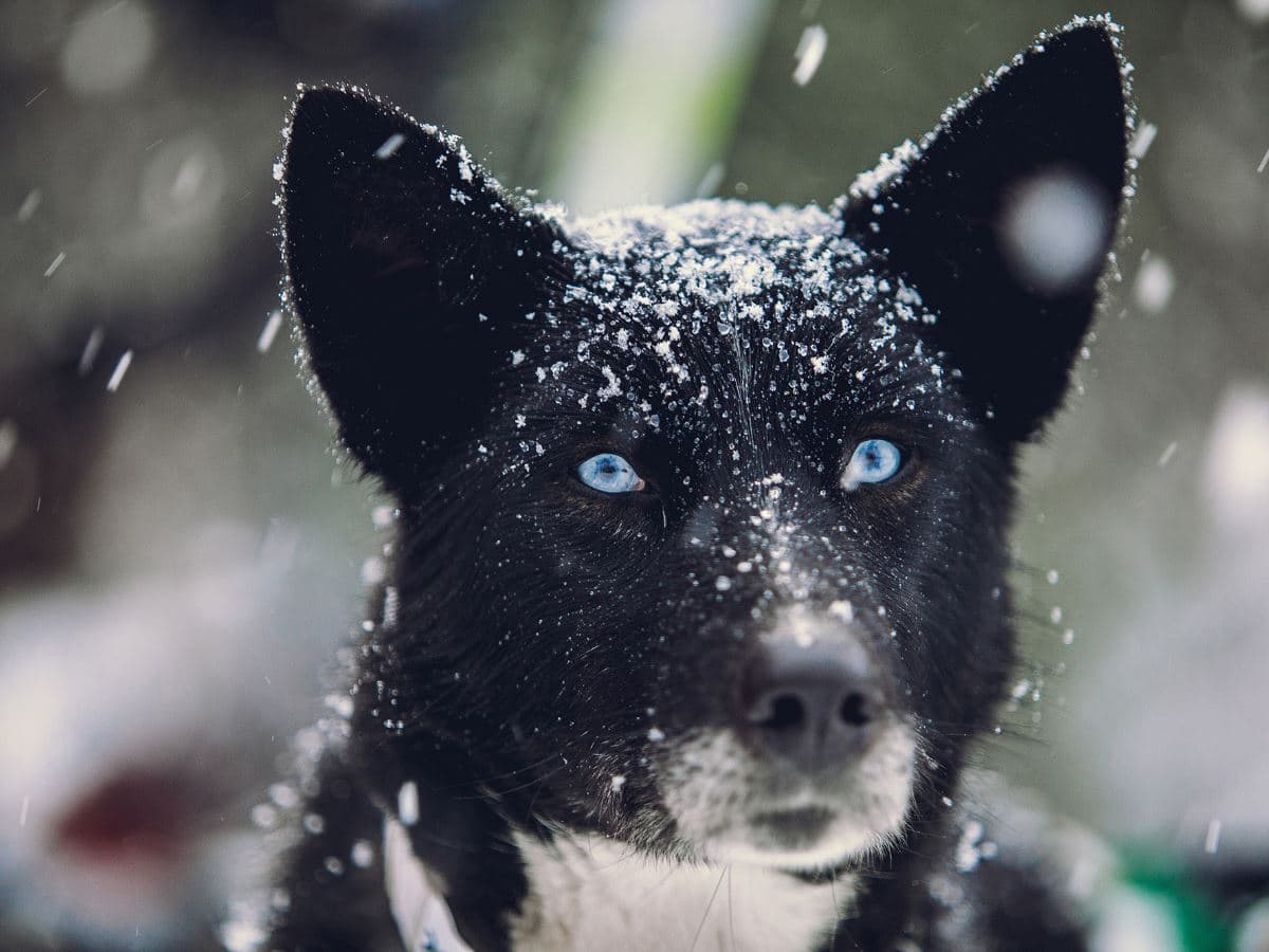 Advanced Dog Sledding at Camp Tamok photo 4