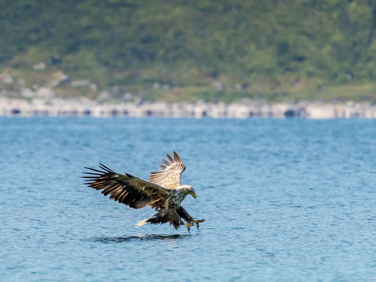 Sea Eagle Safari by boat at Sommarøy photo 3