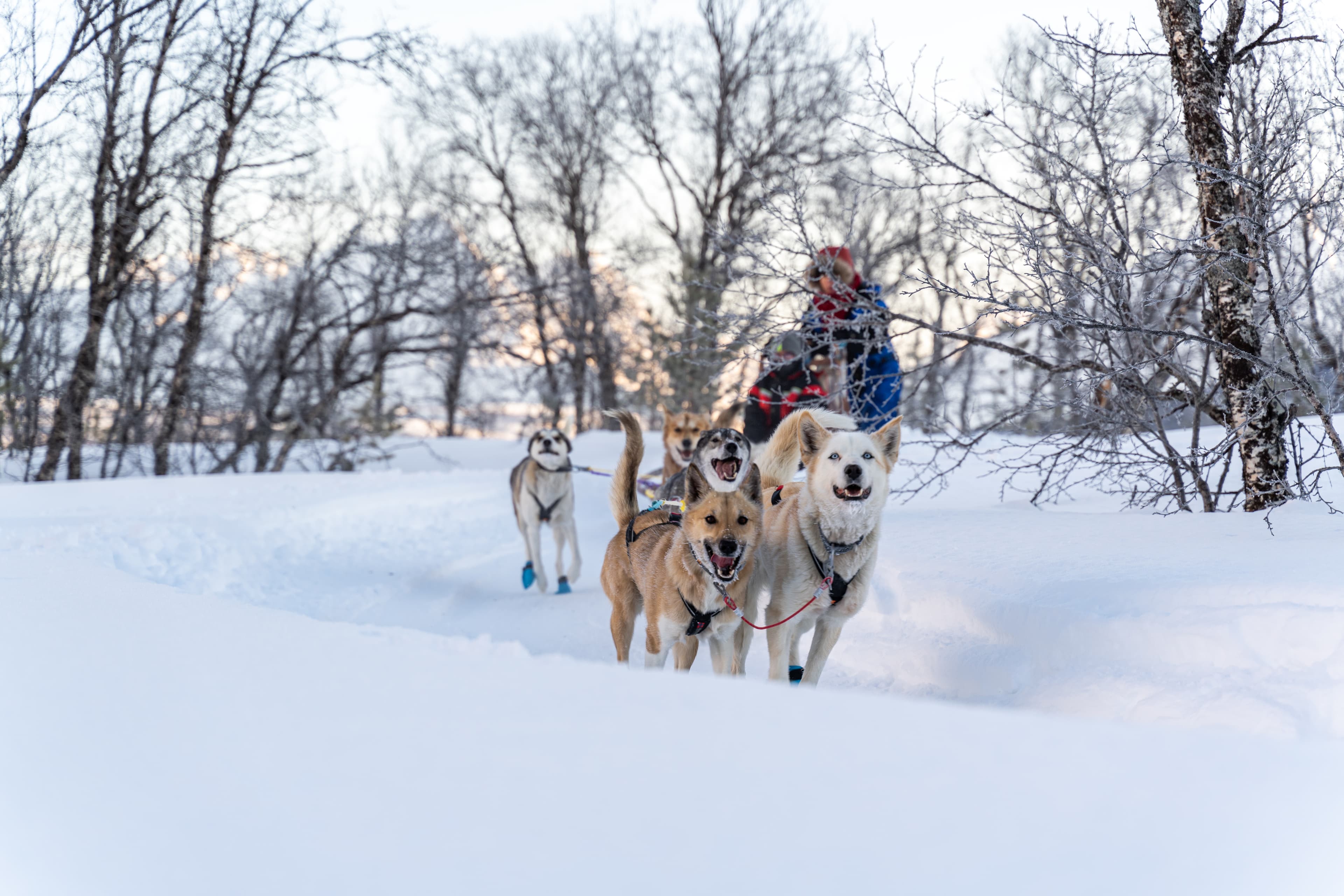 Tromsø: Fun & Easy Dog Sledding Adventure photo 2