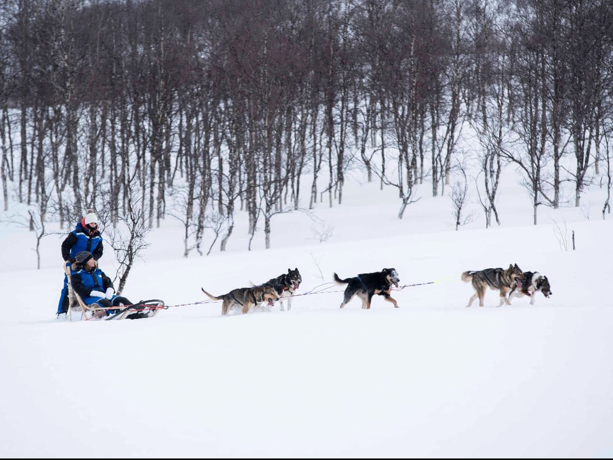Advanced Dog Sledding at Camp Tamok