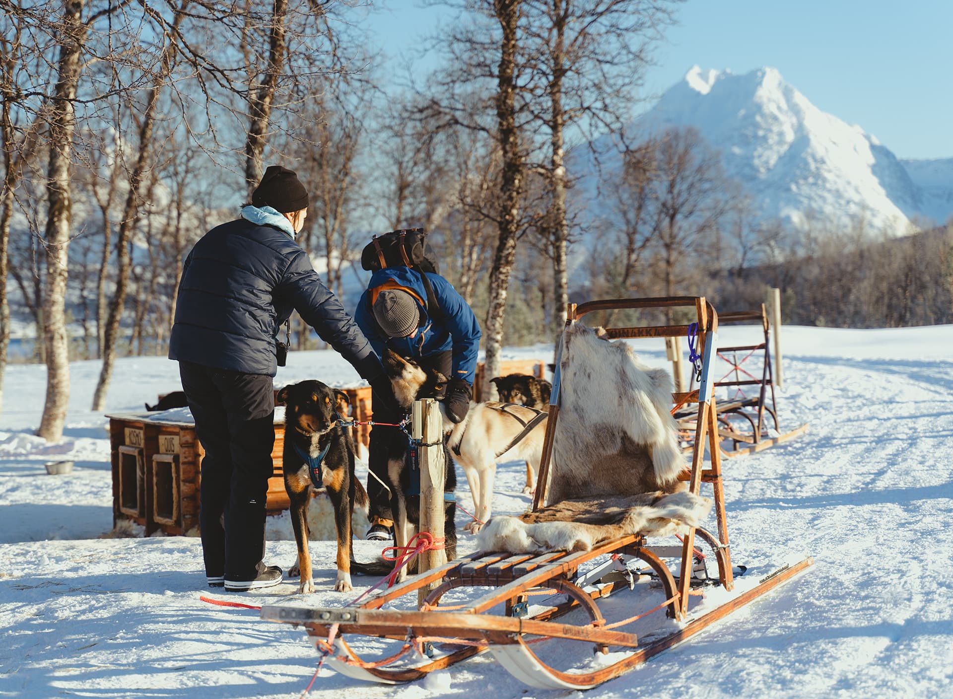 Tromsø: Fun & Easy Dog Sledding Adventure photo 4