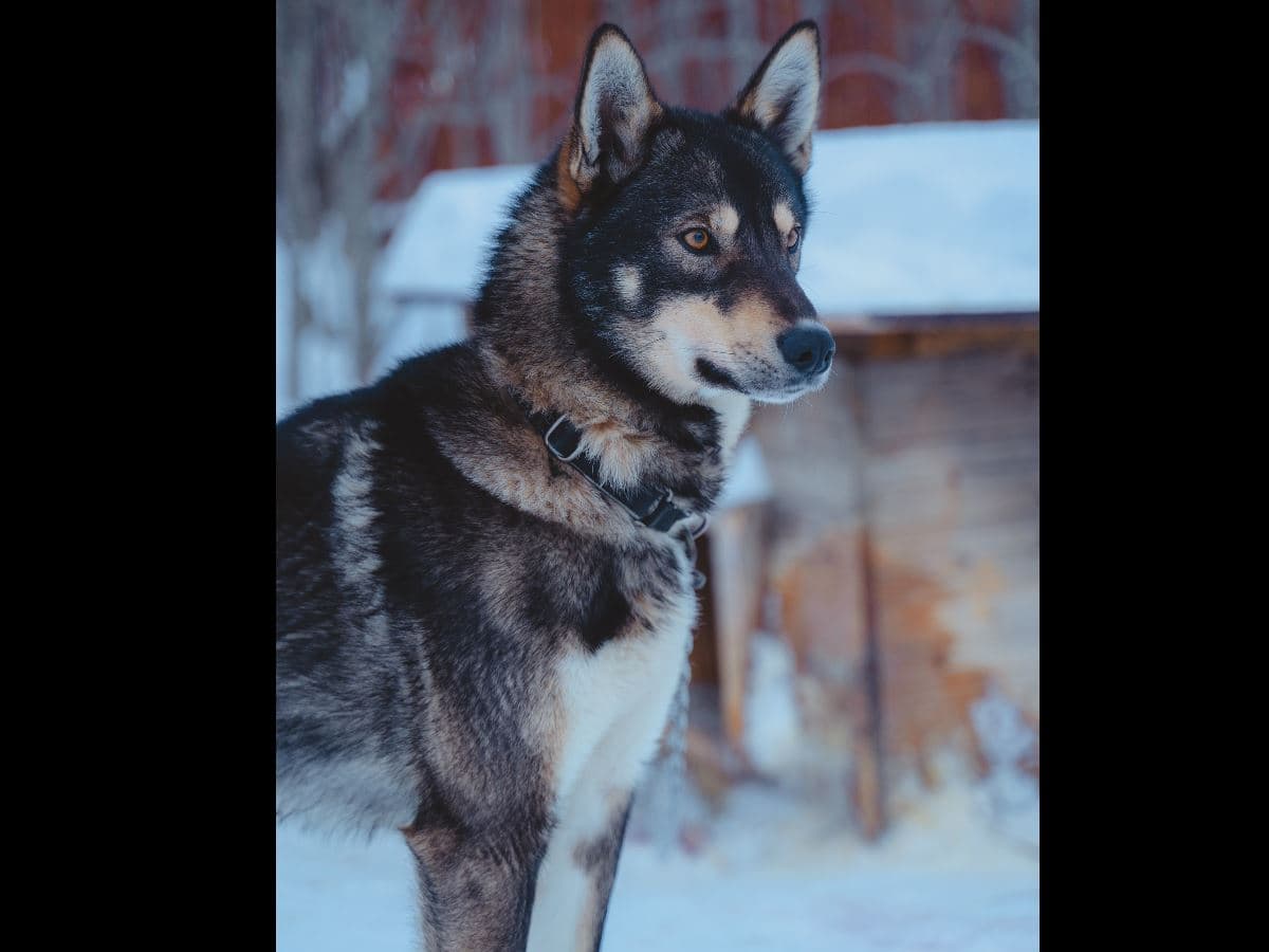 Arctic Combo: Dog Sledding, Snowmobiling & Reindeer Visit at Camp Tamok photo 6