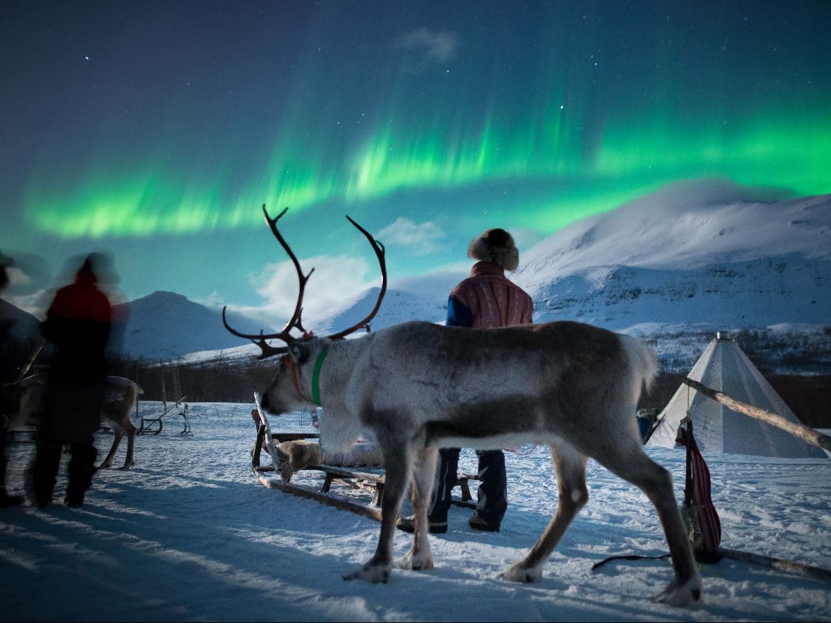 Sami Culture, Northern Lights & Reindeer Visit at Camp Tamok