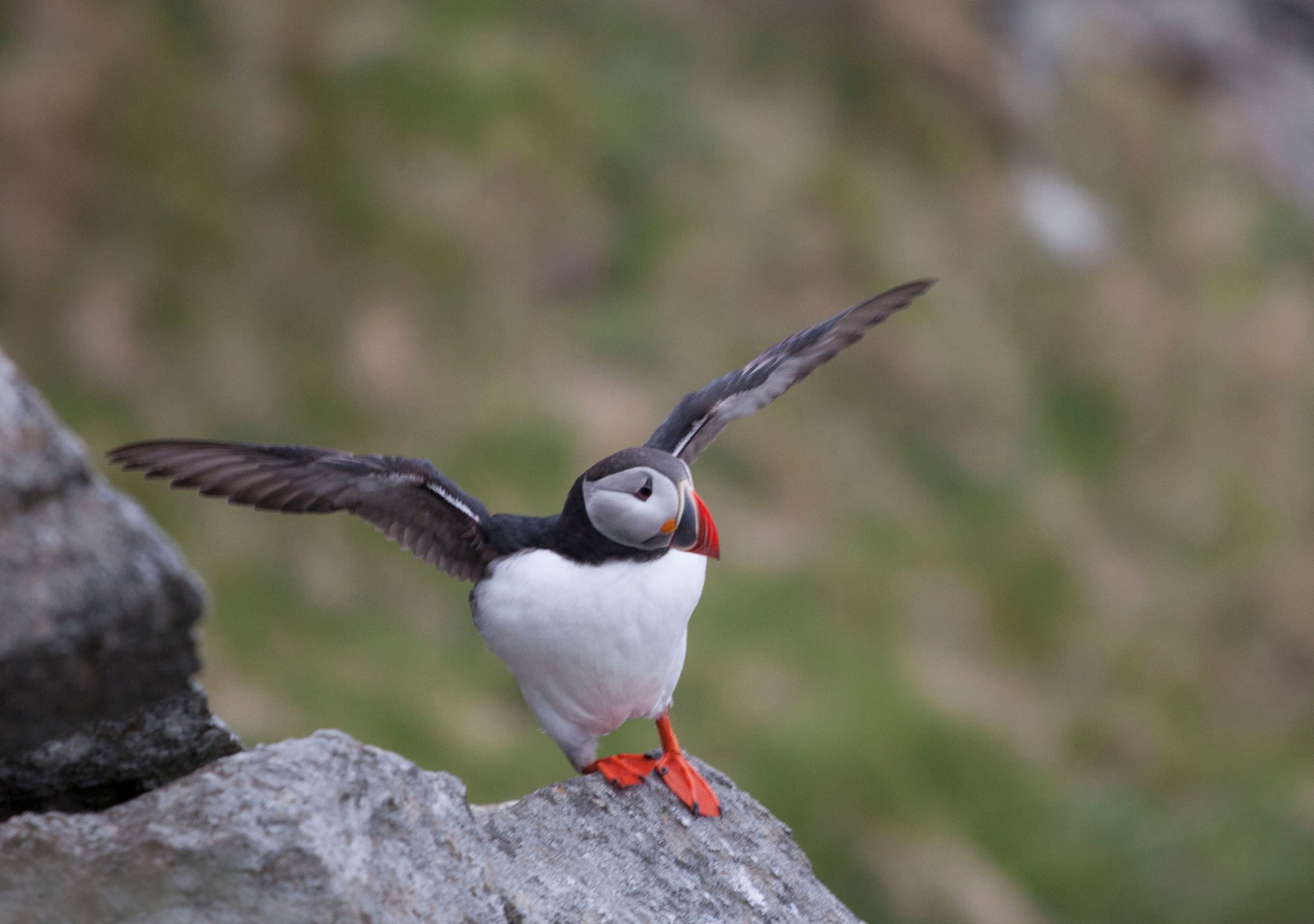 Wildlife Sea Safari photo 2