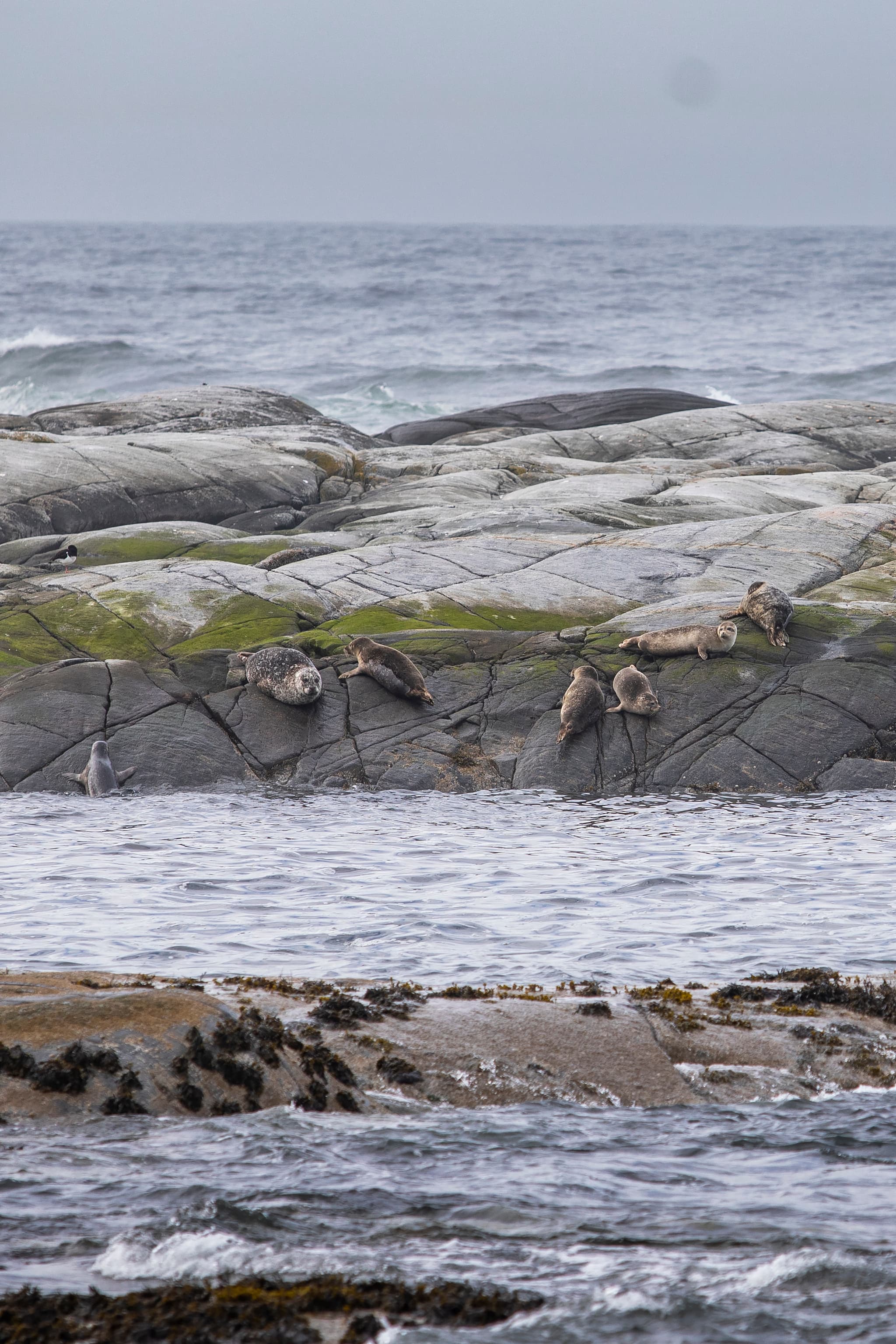 Wildlife Sea Safari photo 3
