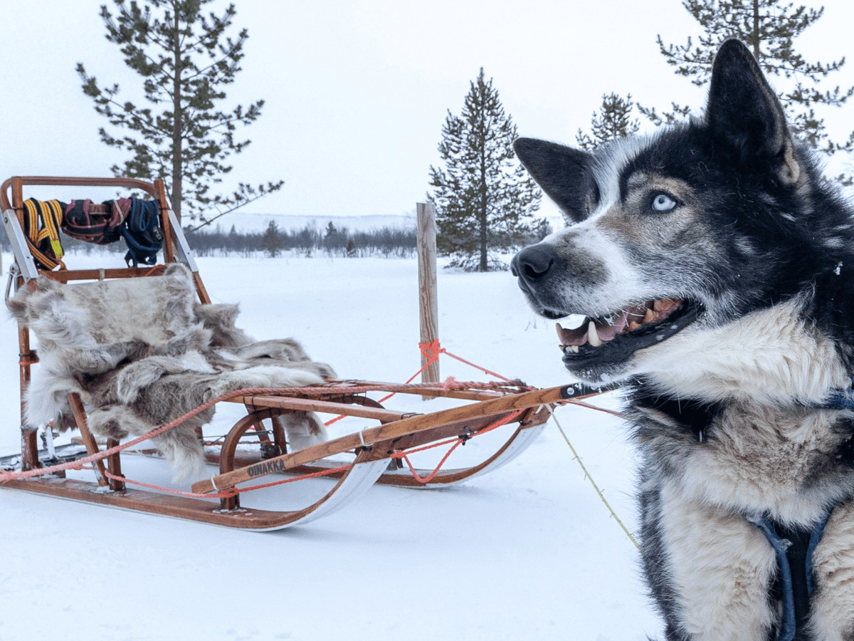 Husky Taxi