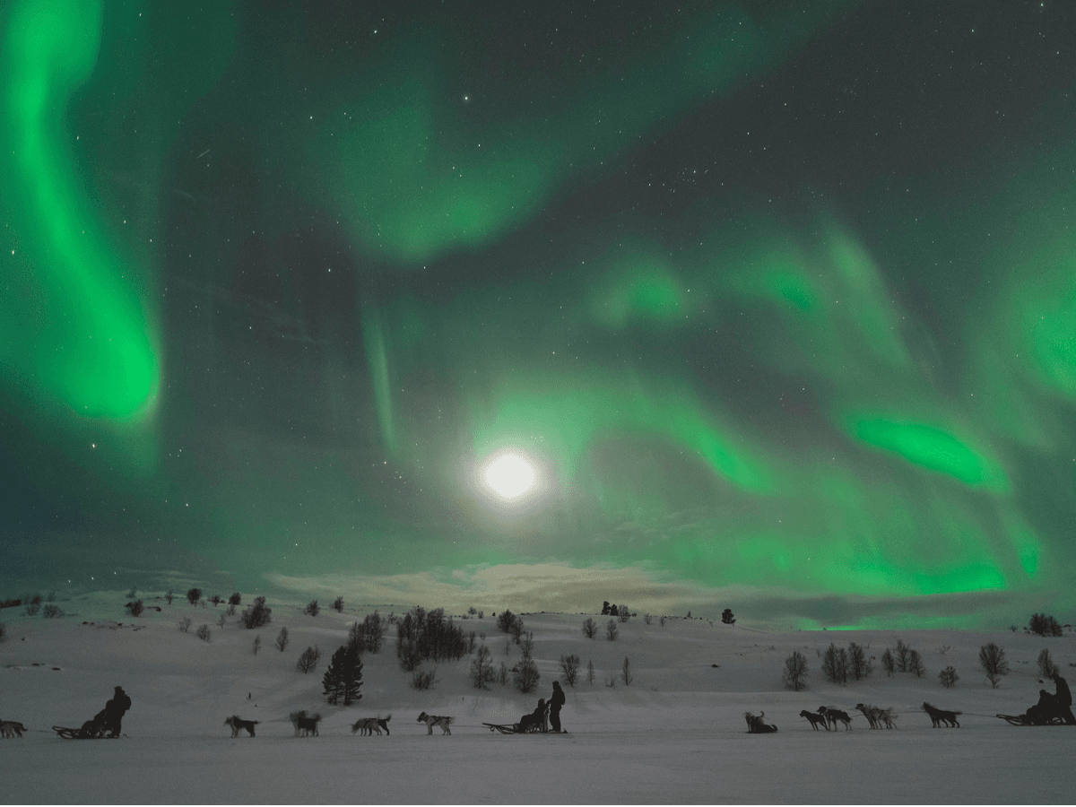 Hunting the Northern Lights by Husky
