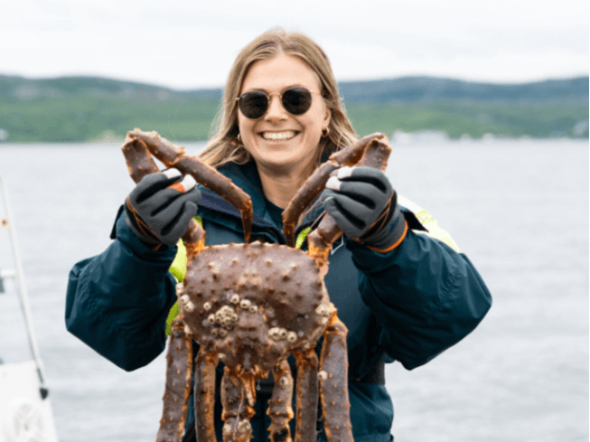 King Crab Safari Summer
