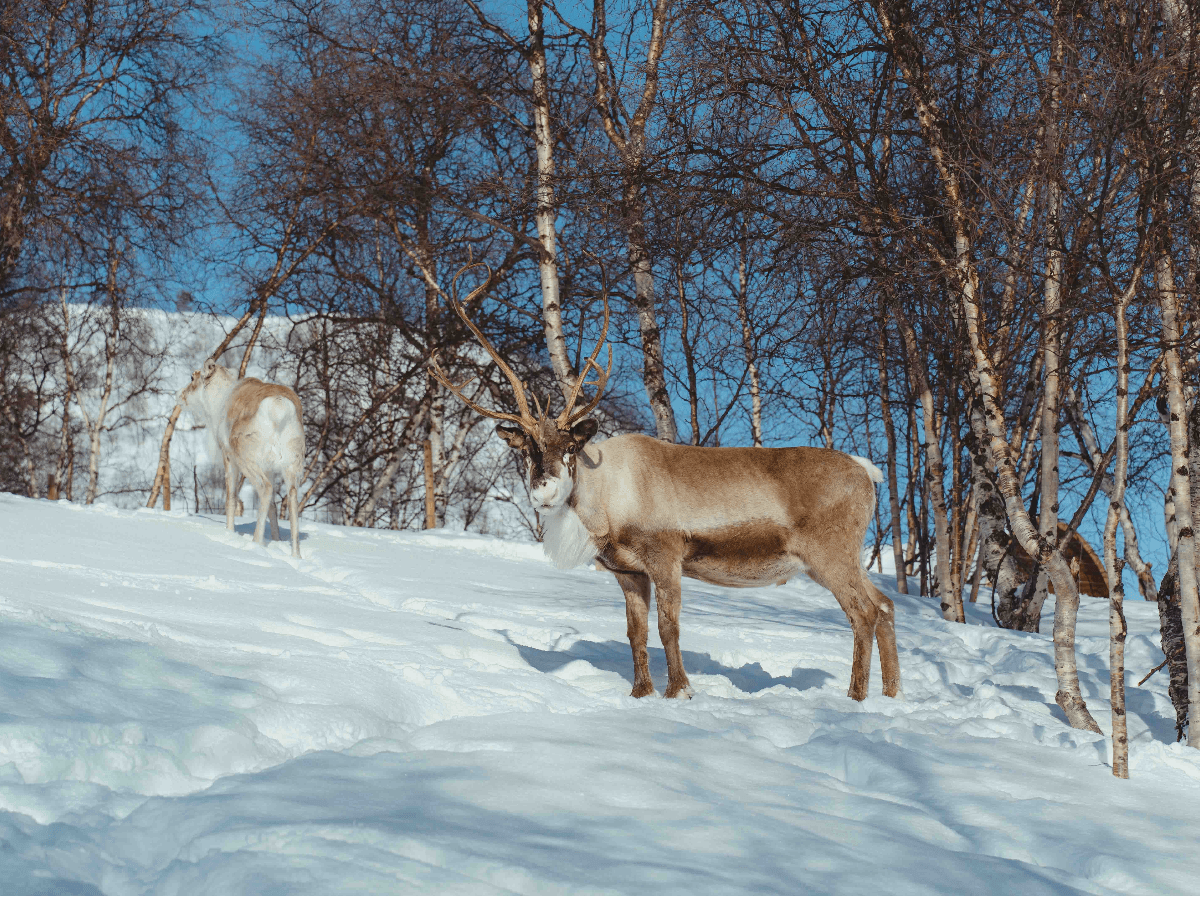 Snow Resort Guided Visit - Incl. Transfer photo 6