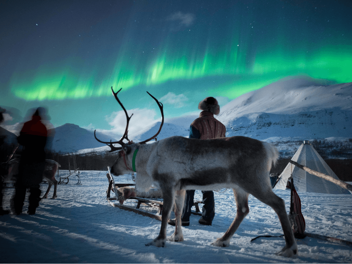 Tromsø: Sami Culture, Northern Lights & Reindeer Visit at Camp Tamok