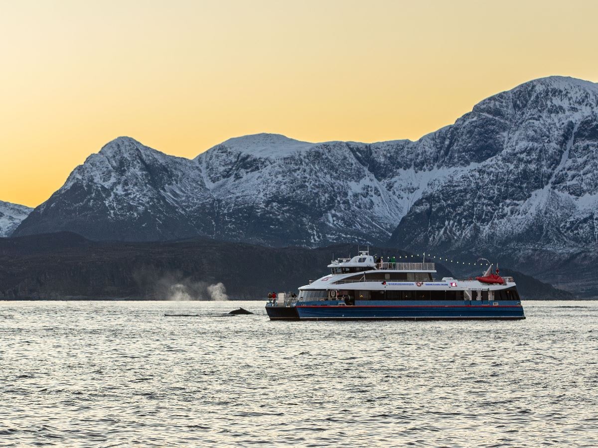 Tromsø: Whale Watching Safari on High-Speed Catamaran