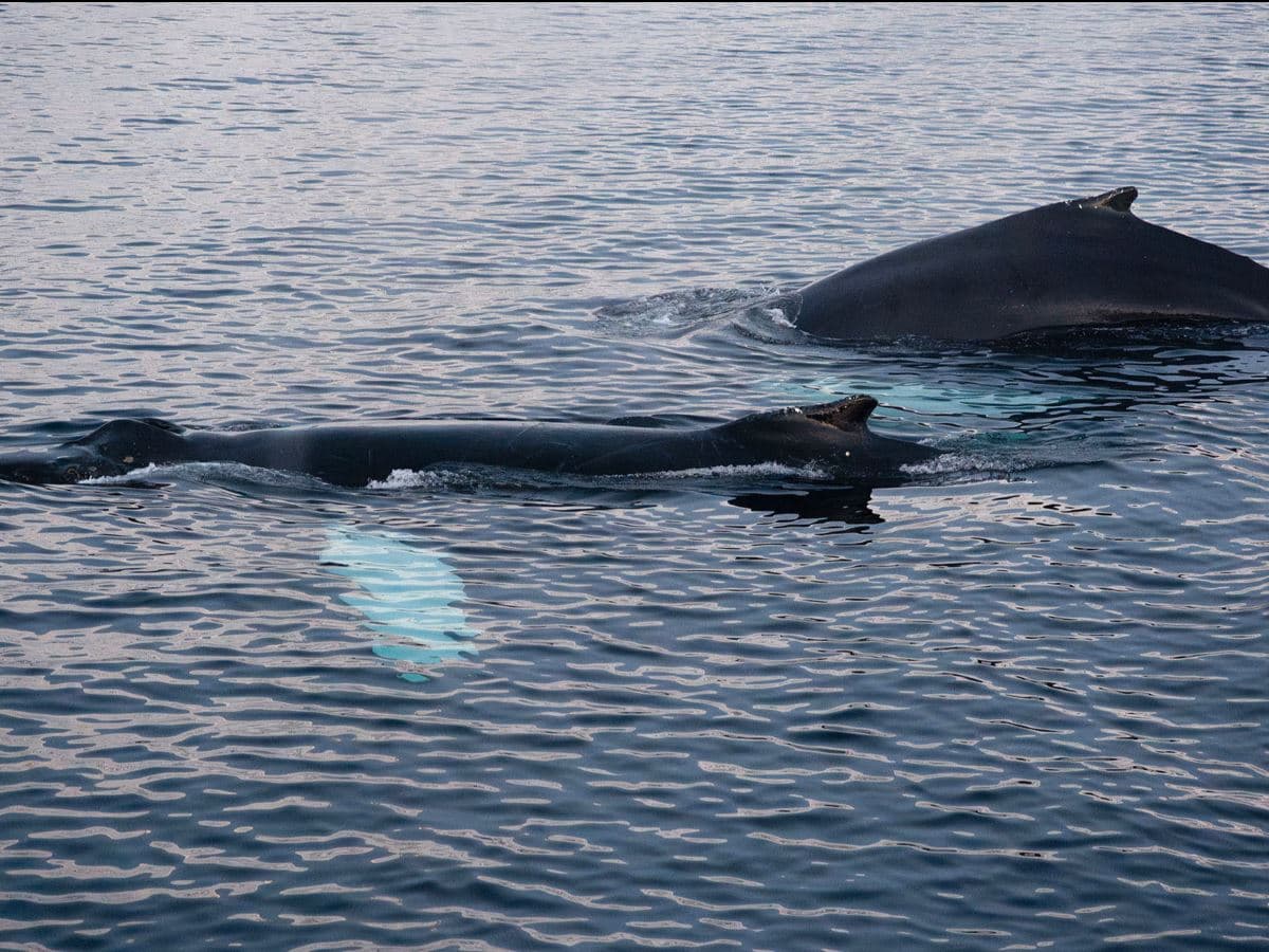 24hrs Northern Lights & Whale Watching Cruise: Twin Cabin photo 5