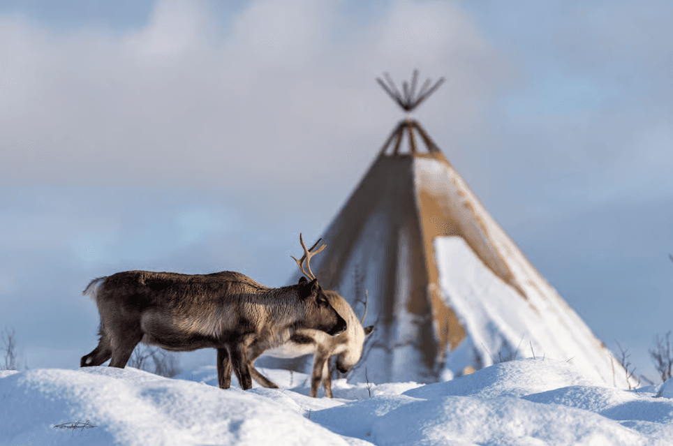 Tromsø: Reindeer Sledding & Sami Culture Experience photo 4