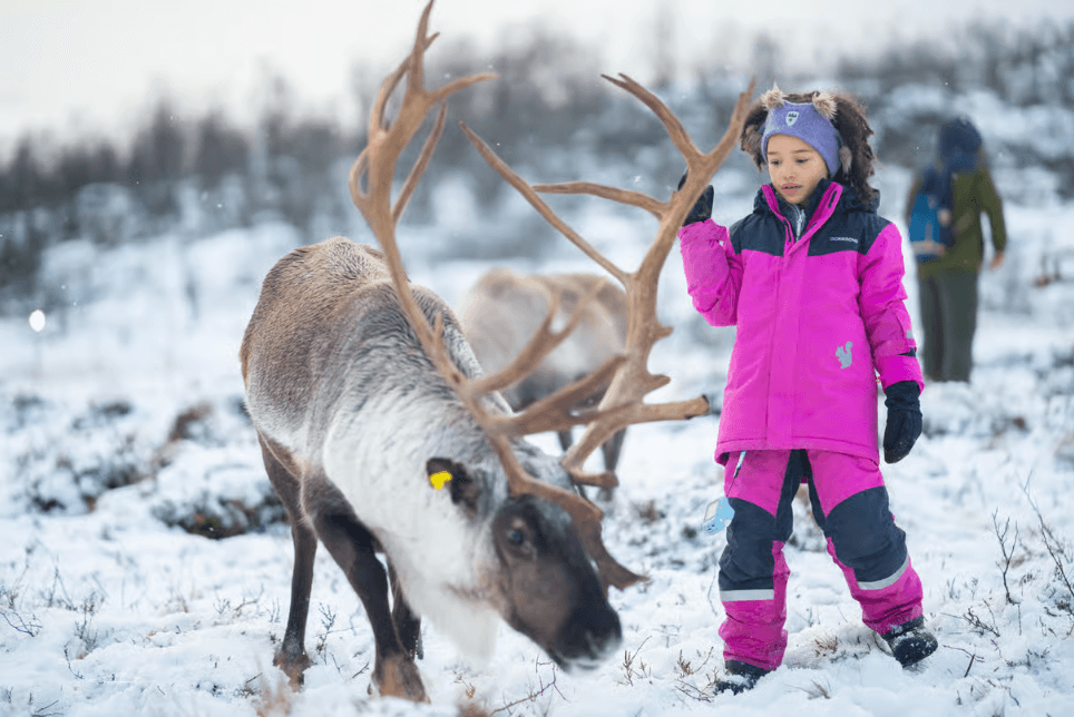 Tromsø: Reindeer Sledding & Sami Culture Experience photo 7