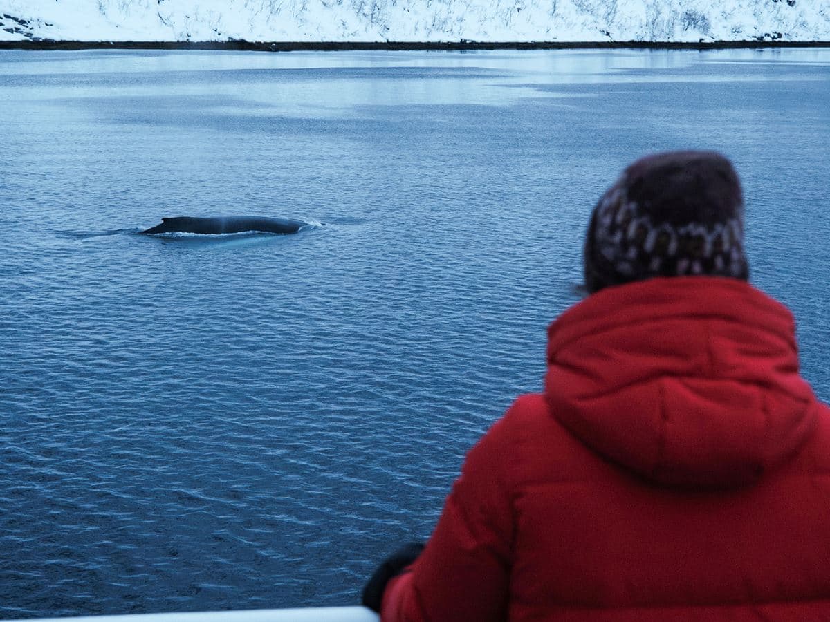24hrs Northern Lights & Whale Watching Cruise: Twin Cabin photo 6