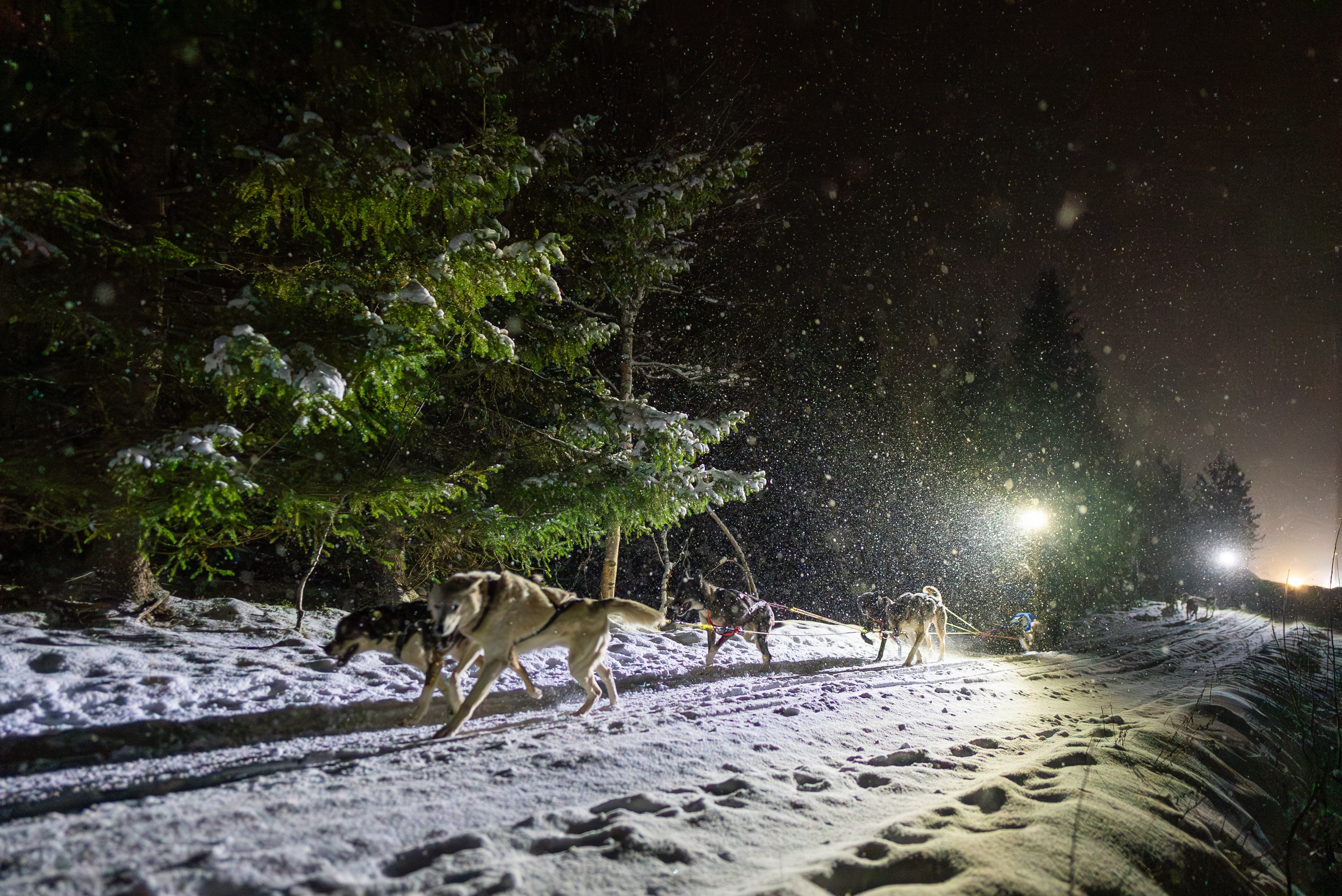 Tromsø: Arctic All-in-One Night: Dog Sledding, Snowmobiling & Northern Lights at Camp Tamok photo 4