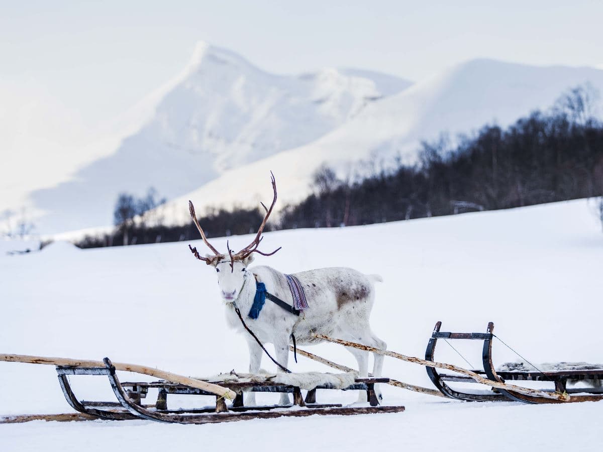 Reindeer Sledding at Camp Tamok photo 4