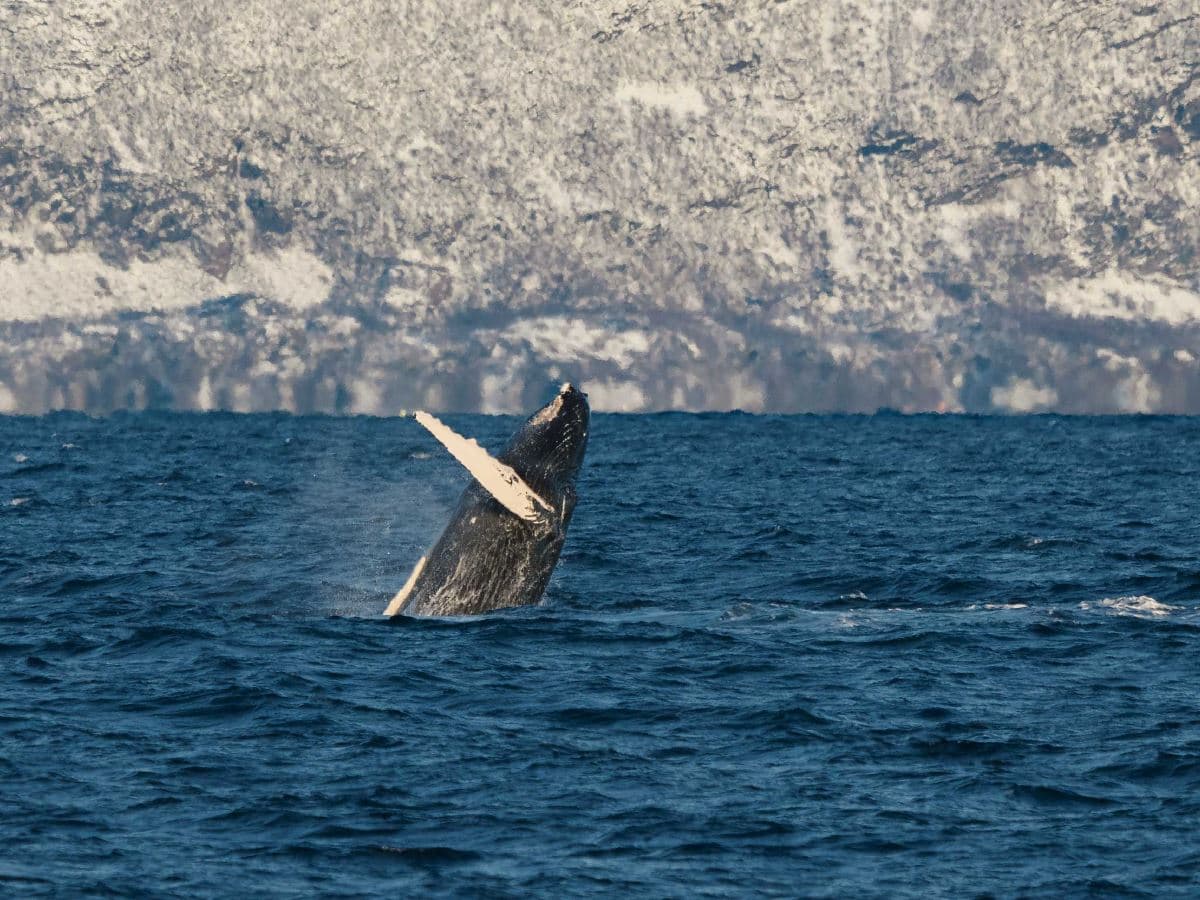 Silent Whale Watching photo 2