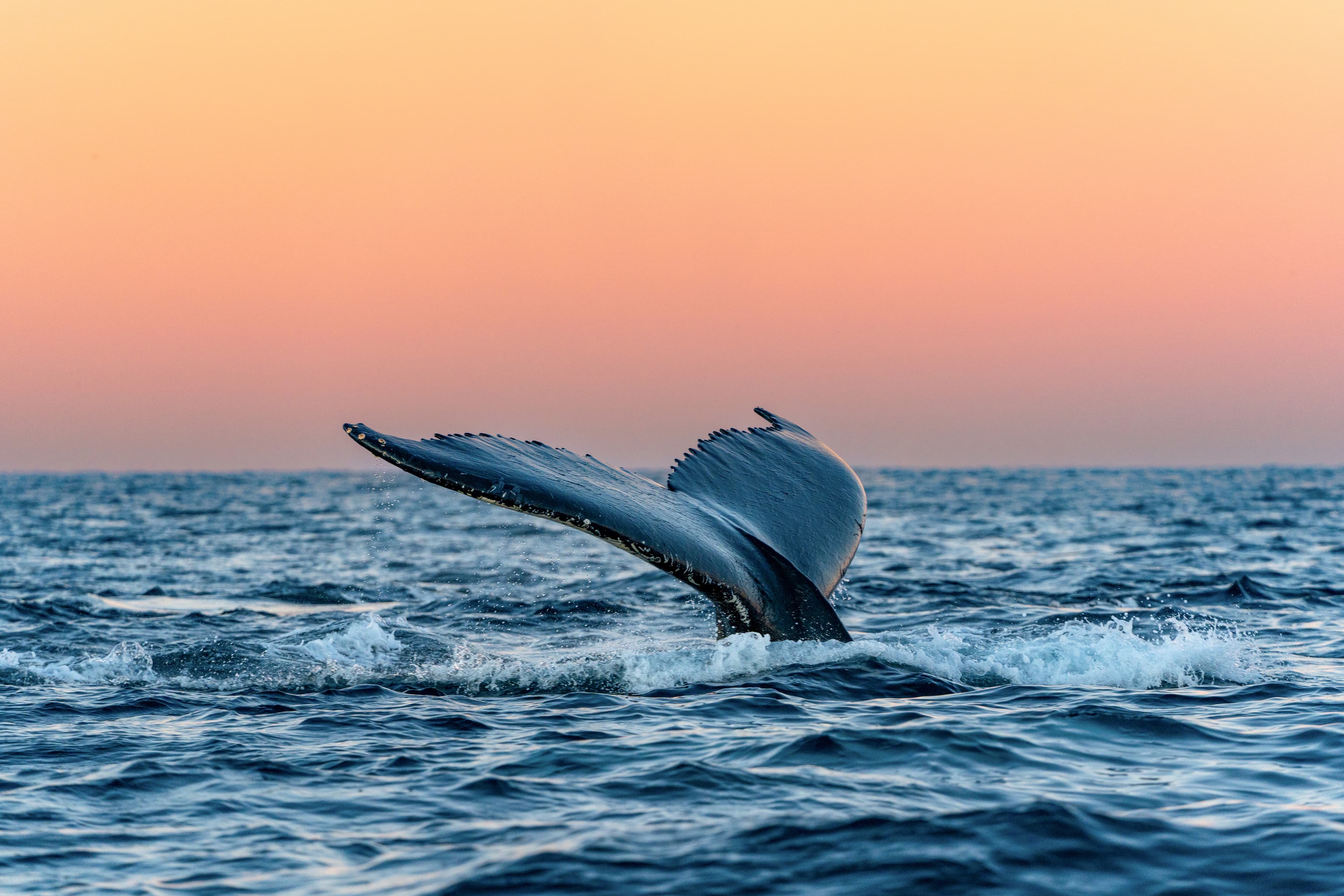Tromsø: 24hrs Northern Lights & Whale Watching Cruise: Double Cabin