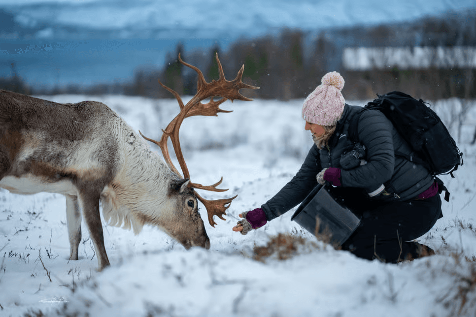 Tromsø: Reindeer Sledding & Sami Culture Experience photo 8