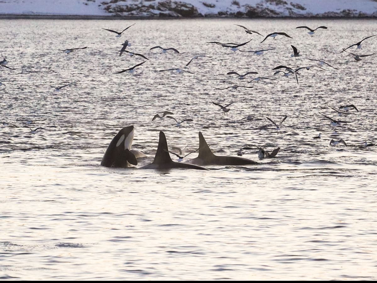 24hrs Northern Lights & Whale Watching Cruise: Single Twin Cabin photo 7
