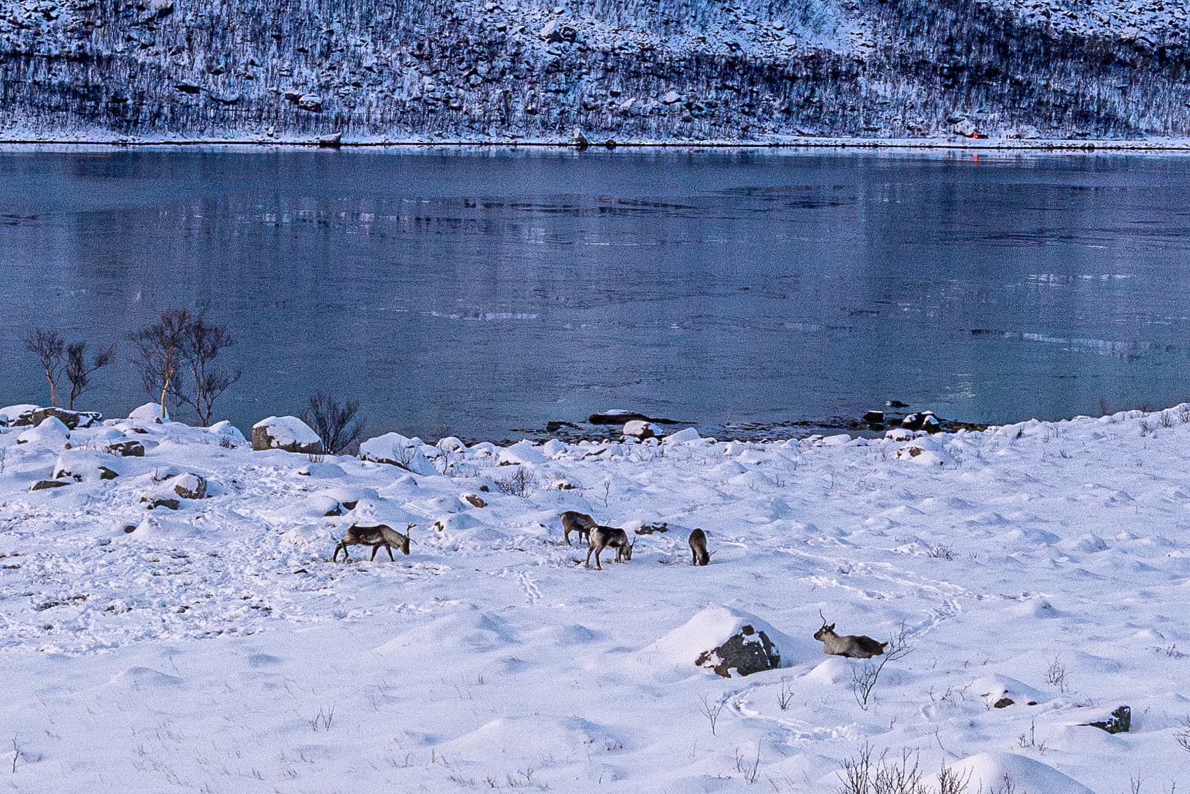 Tromsø: PRIVATE Fjord and Wildlife Experience with Locals photo 3