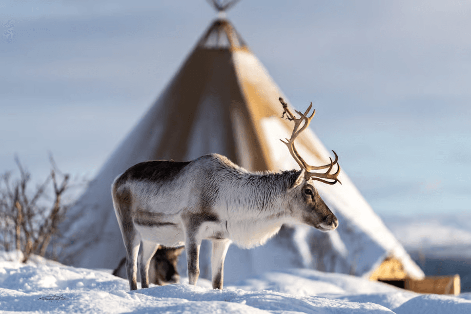 Tromsø: Reindeer Sledding & Sami Culture Experience photo 6