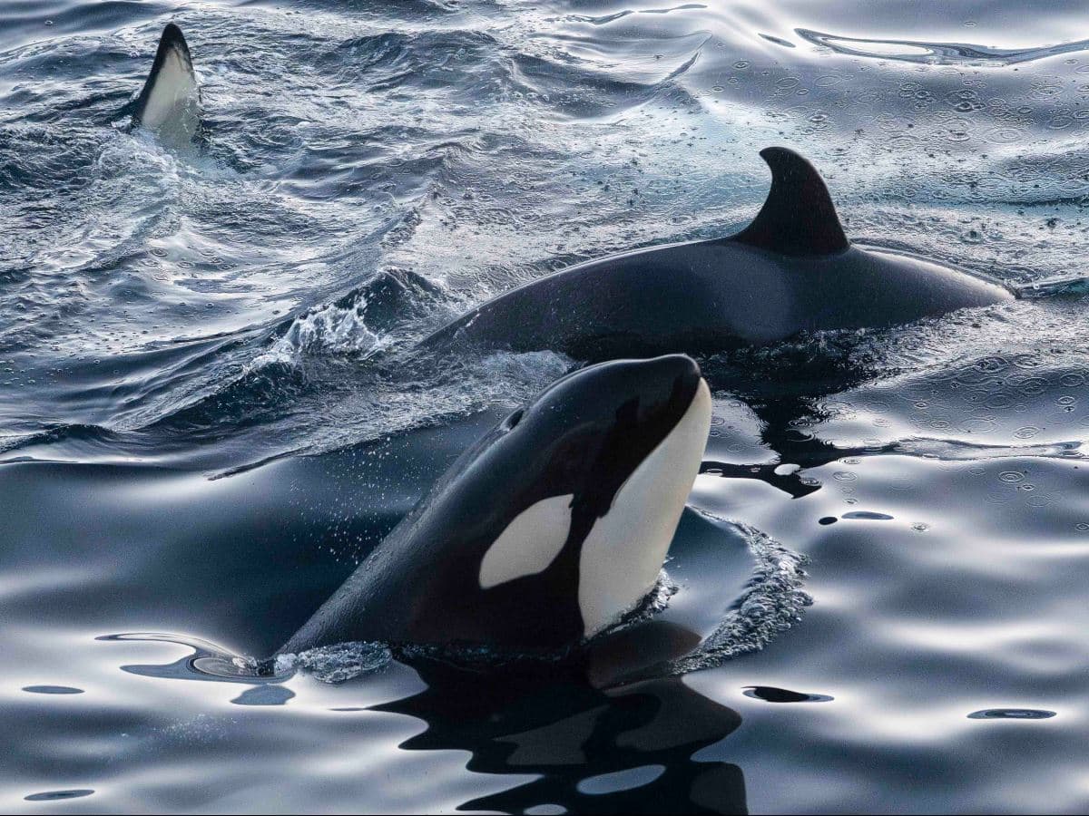 24hrs Northern Lights & Whale Watching Cruise: Twin Cabin photo 3