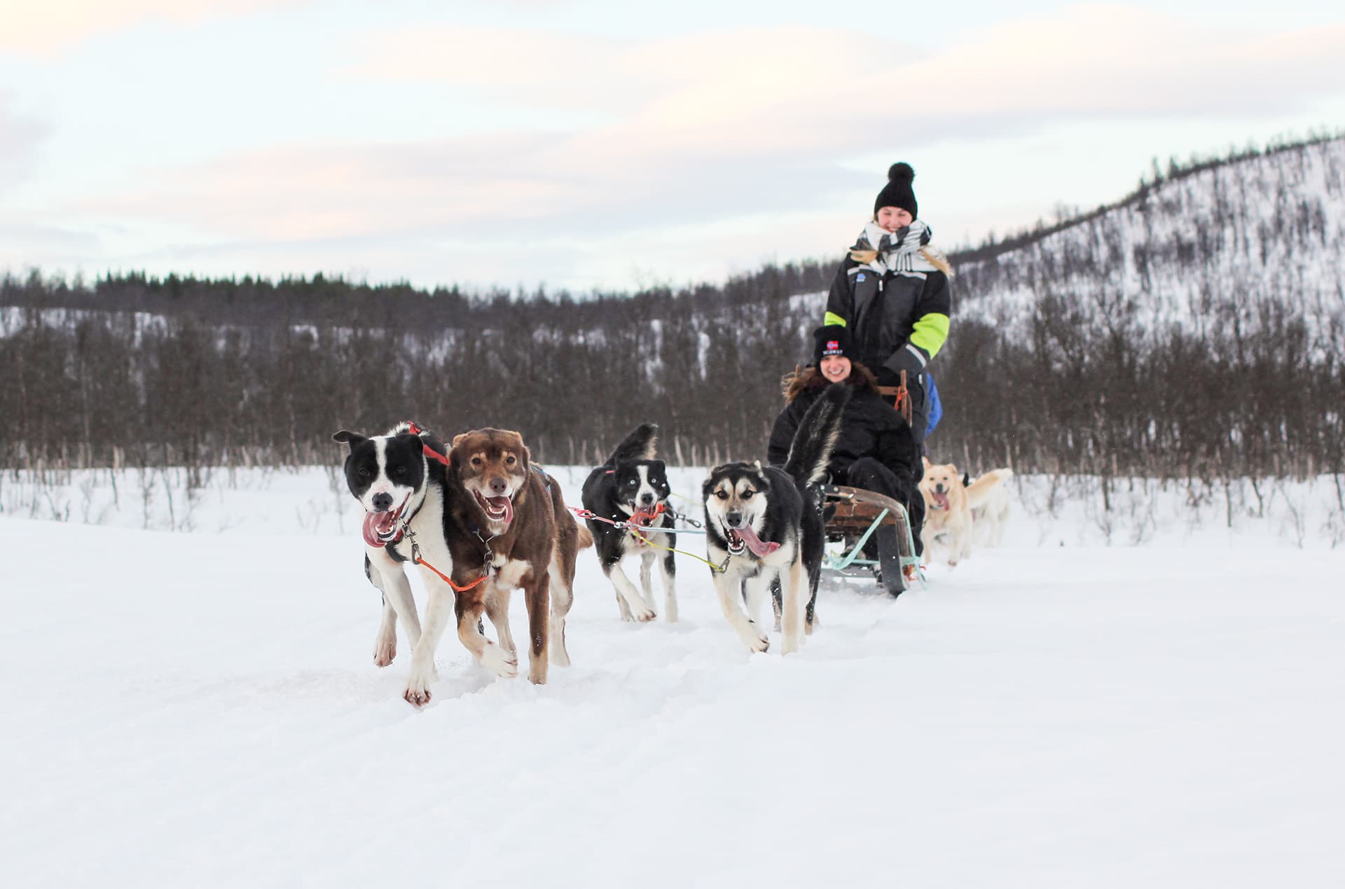 Tromsø: Esperienza con gli husky e guida della slitta photo 3