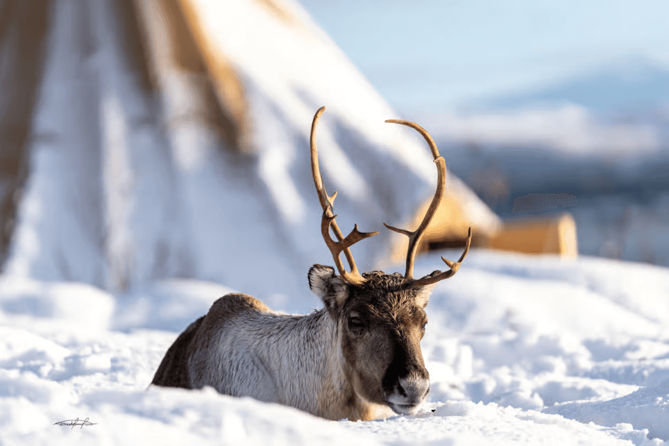 Tromsø: Reindeer Sledding & Sami Culture Experience photo 10