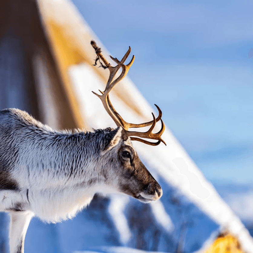 Tromsø: Reindeer Sledding & Sami Culture Experience photo 2