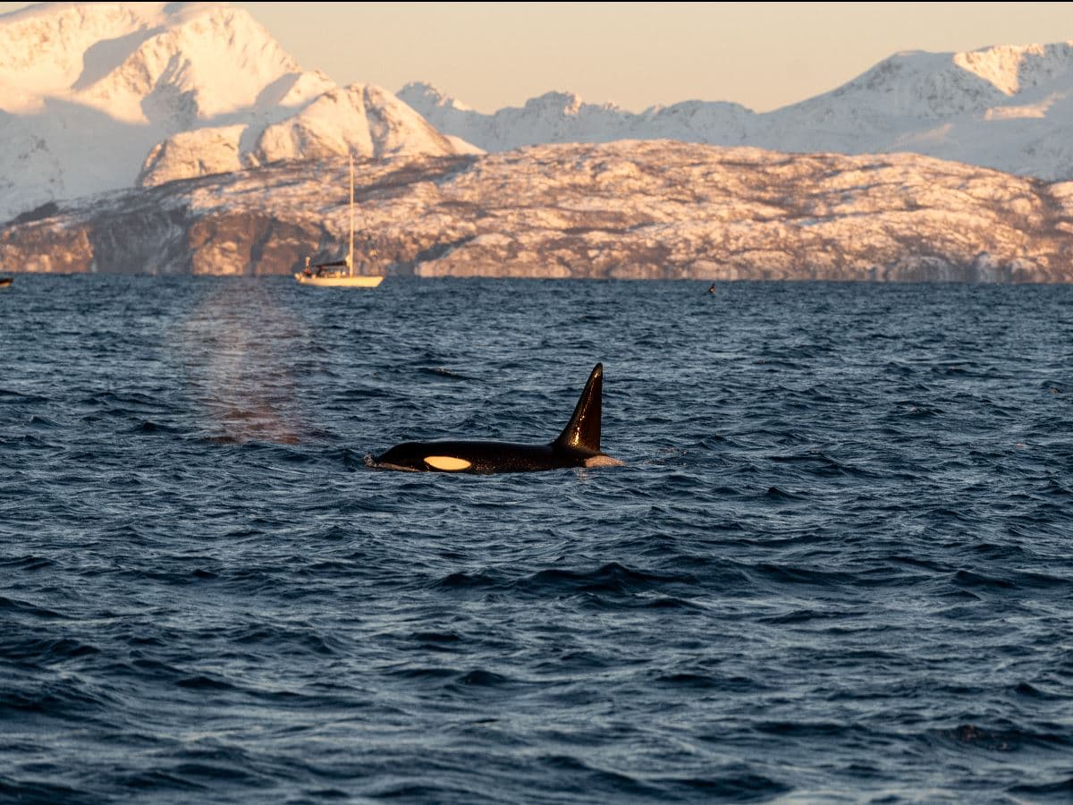 Whale Watching Safari on High-Speed Catamaran photo 3