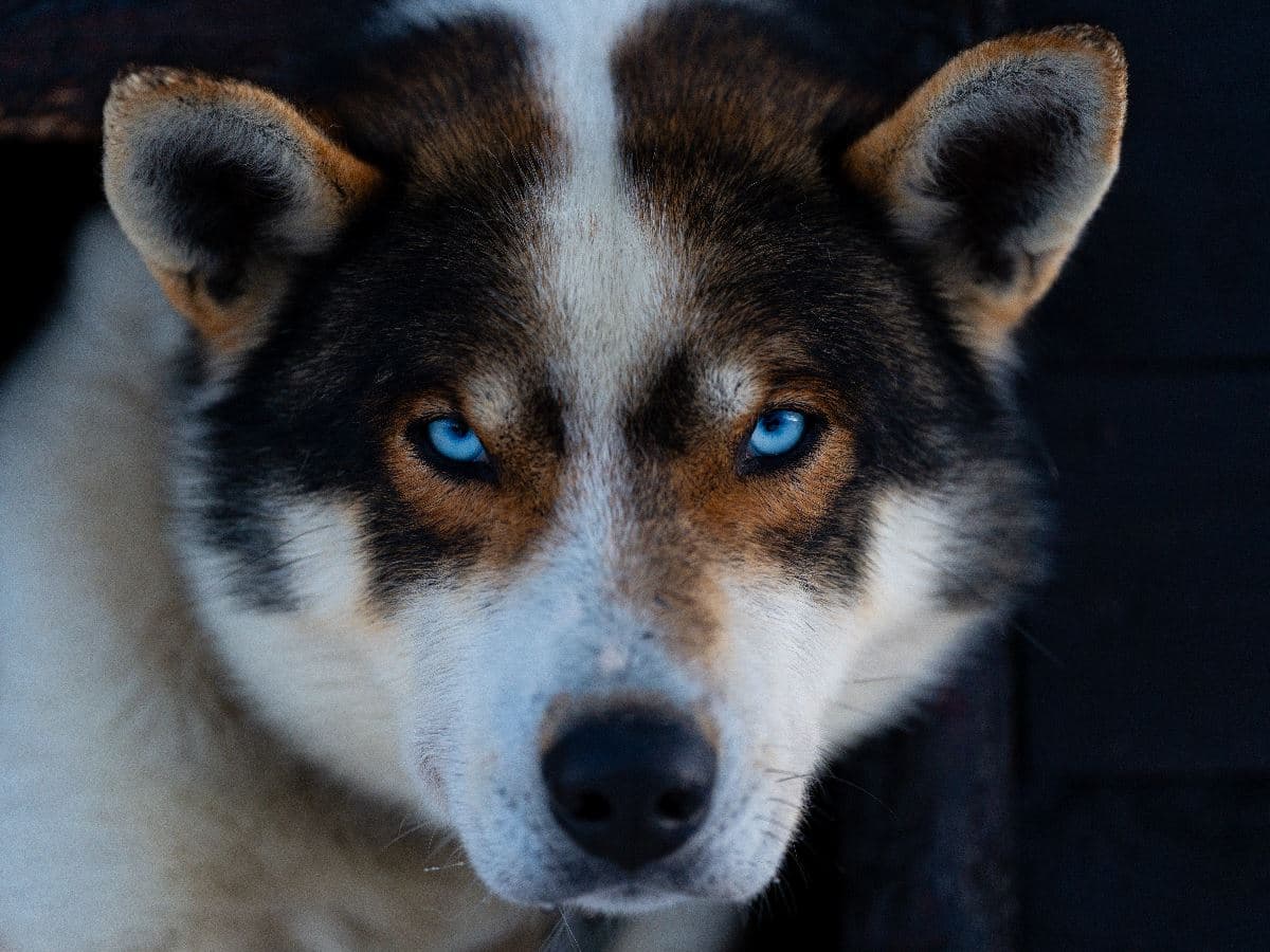 Dog Sledding Adventure at Tamokhuset photo 3