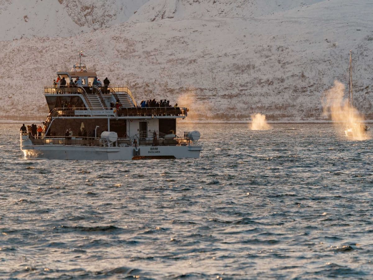 Silent Whale Watching photo 5