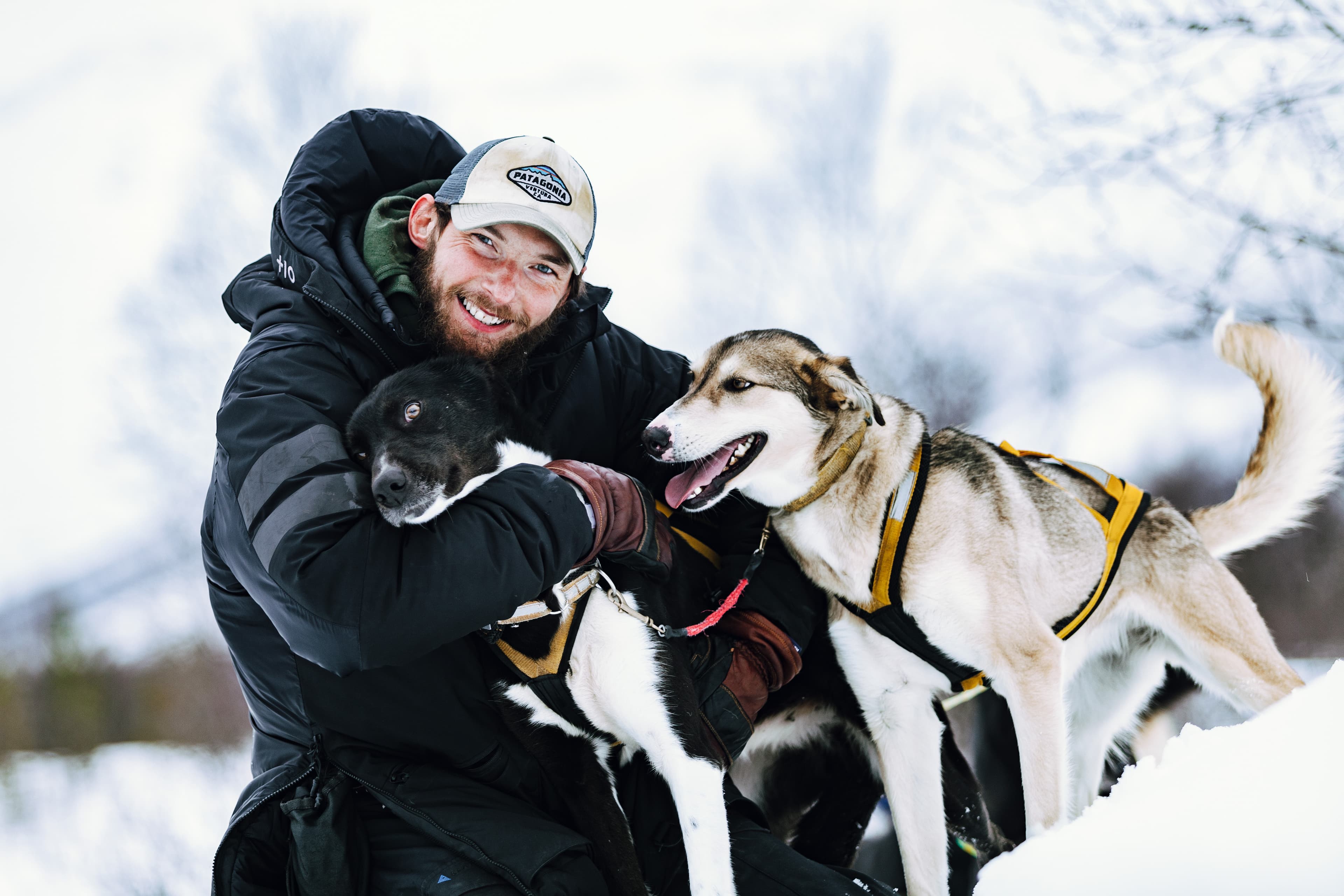 Tromsø: Husky Experience & Dog Sled Driving