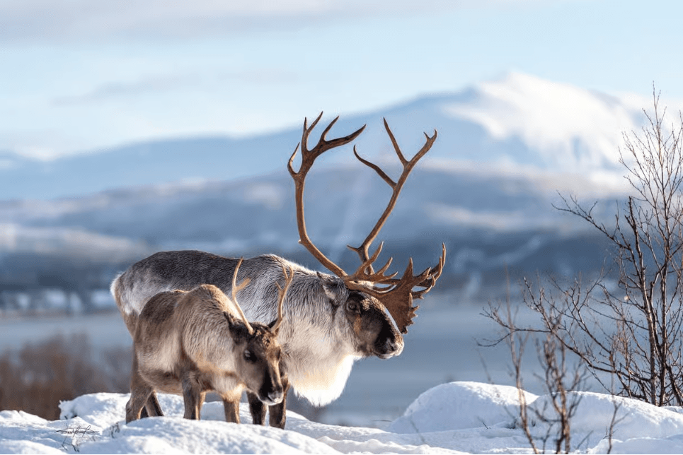 Tromsø: Reindeer Sledding & Sami Culture Experience photo 15
