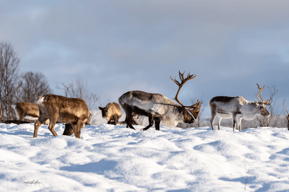 Tromsø: Reindeer Sledding & Sami Culture Experience photo 5