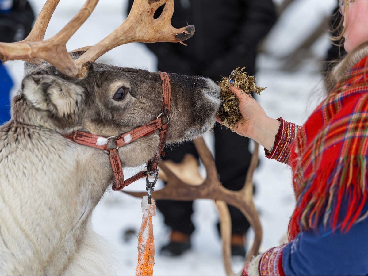 Reindeer Sledding at Camp Tamok photo 3