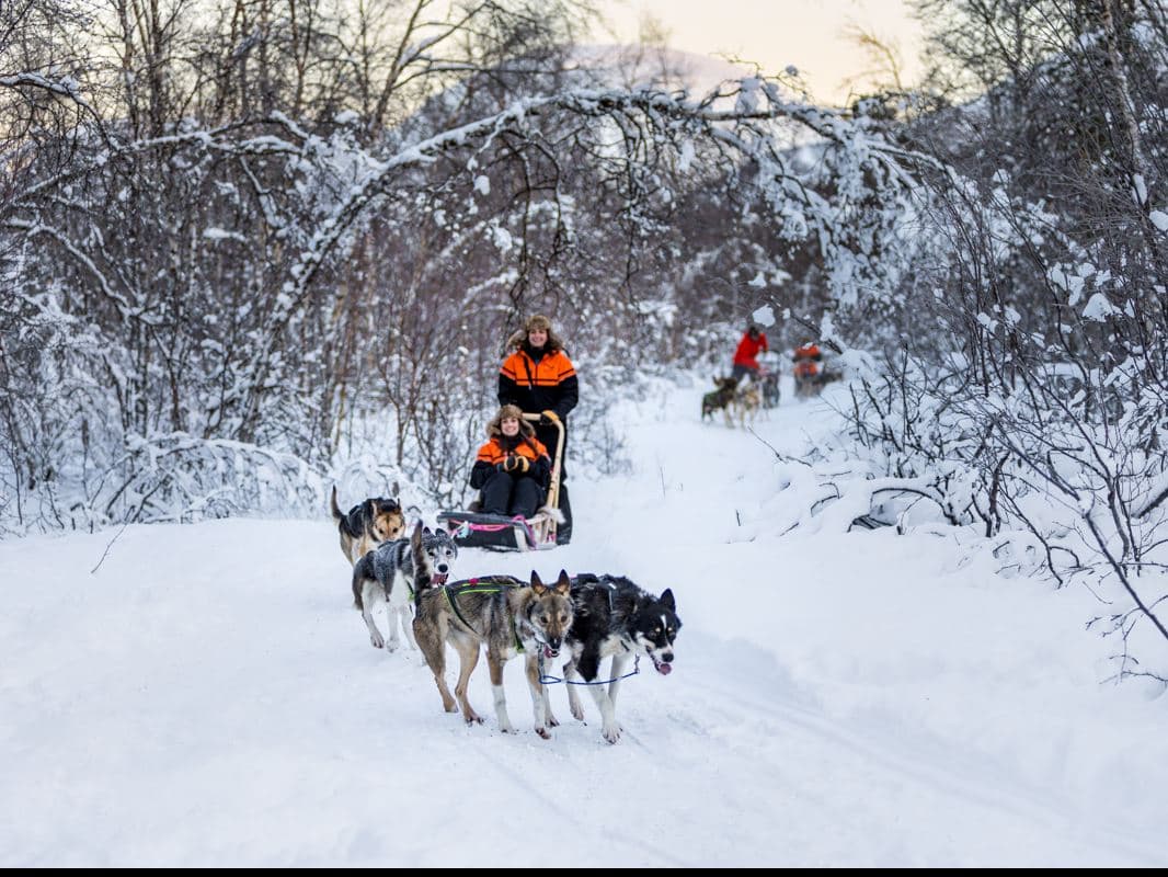 Dog Sledding Adventure at Tamokhuset photo 7