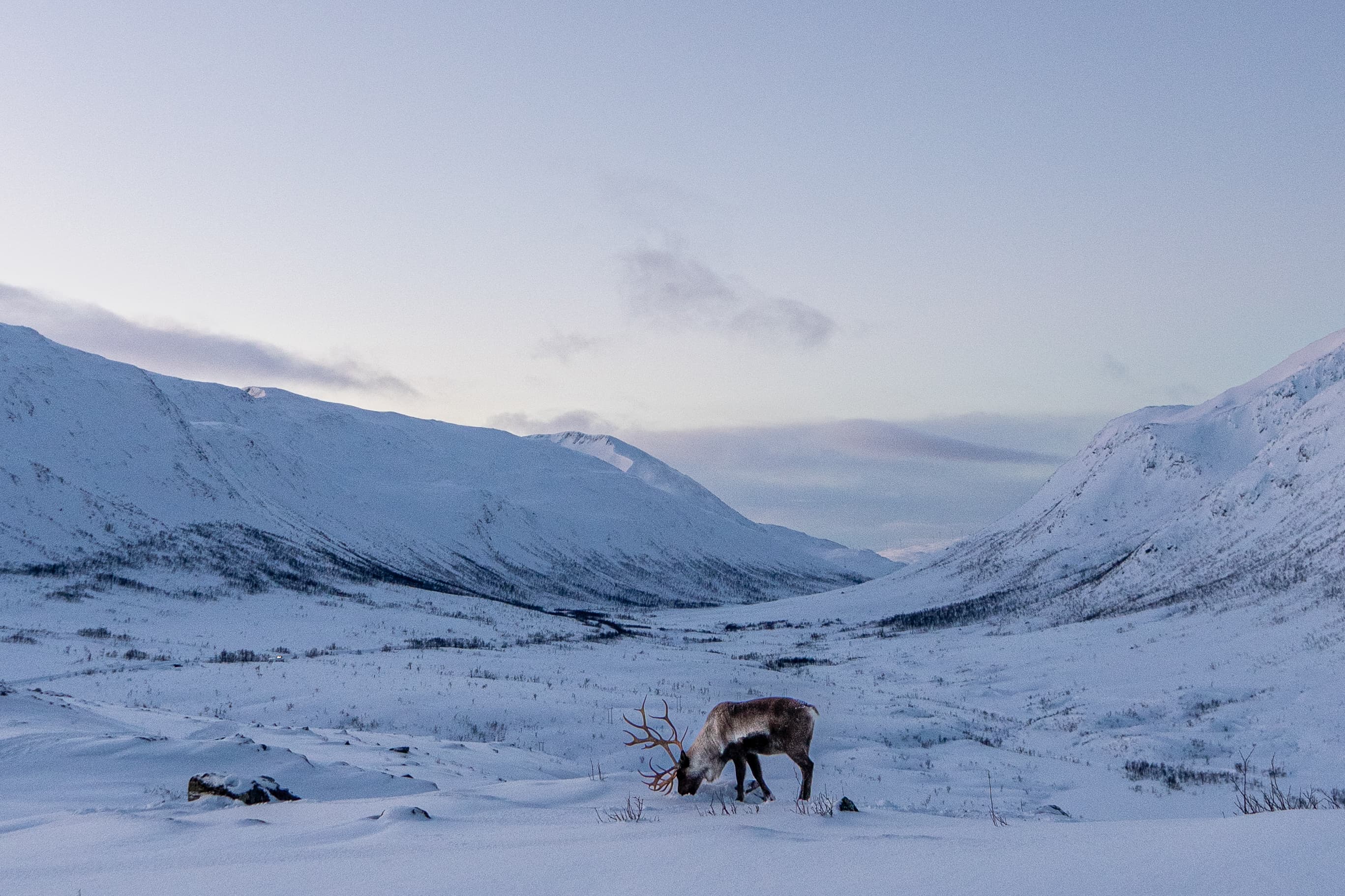 Tromsø: Snowshoe Hike with Local Guides photo 6
