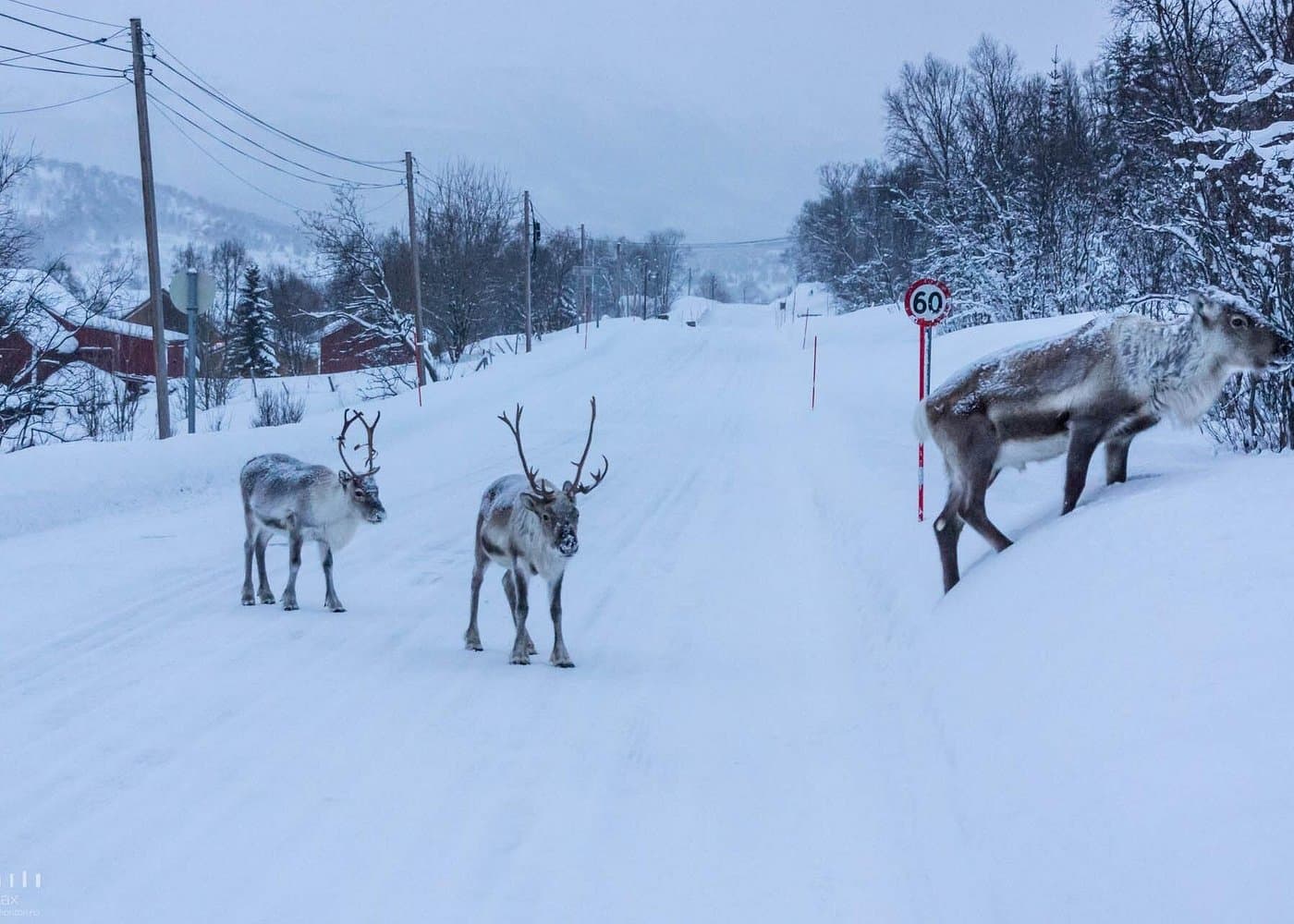 Tromsø: Sommarøy Trip with Scenic Lunch and Photo photo 10