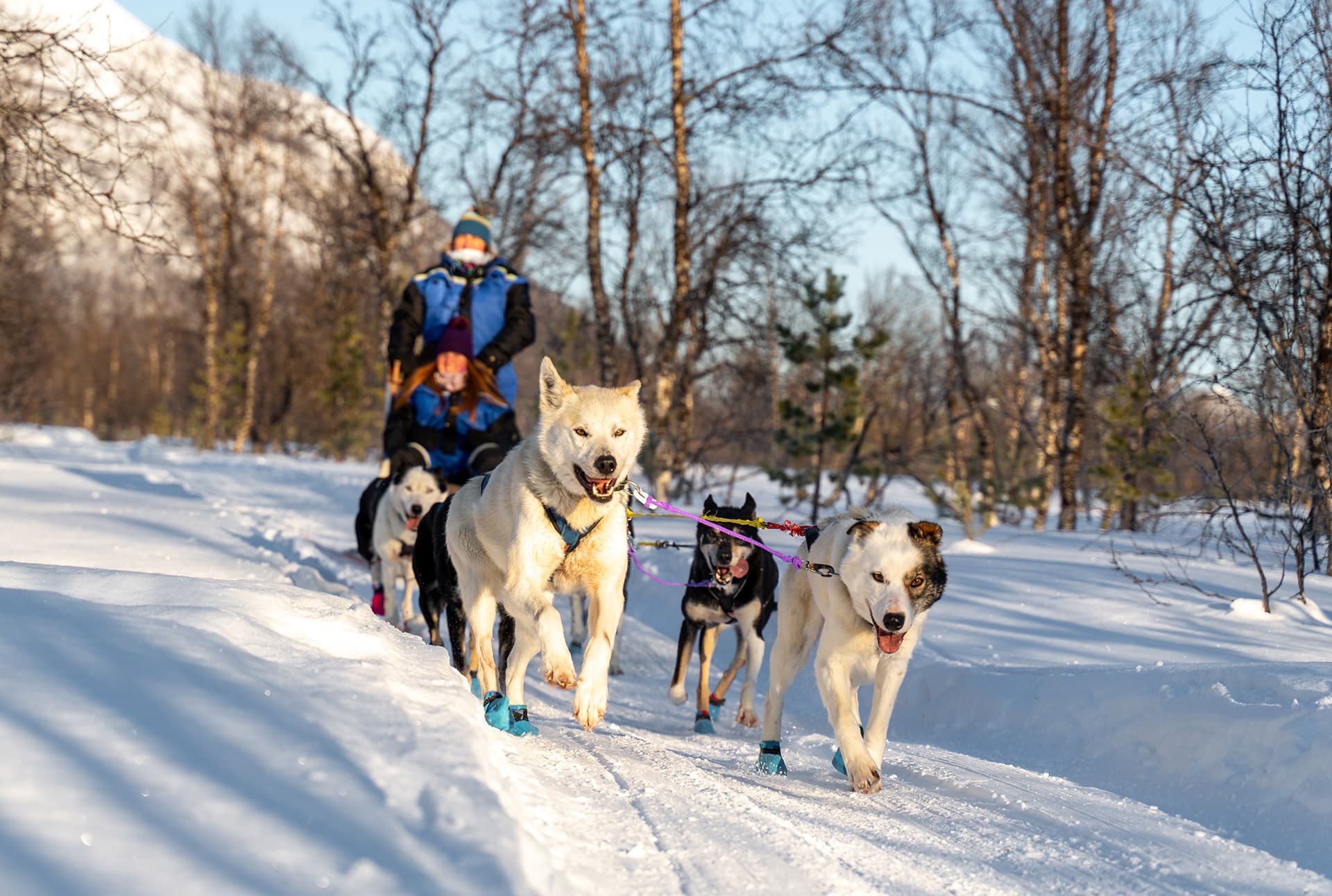 Tromsø: Esperienza con gli husky e guida della slitta photo 2